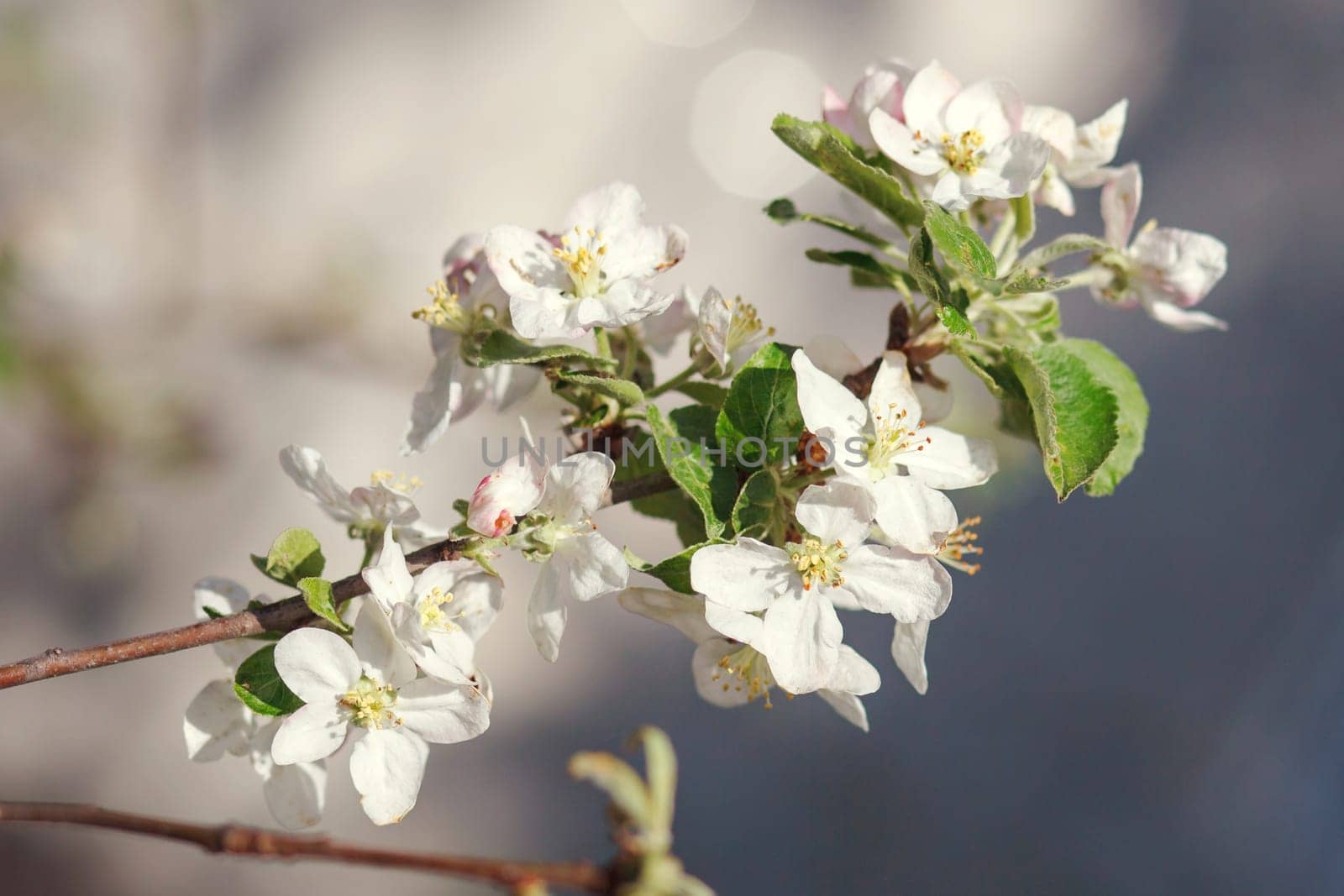 white flowers blooming on the branch, springtime