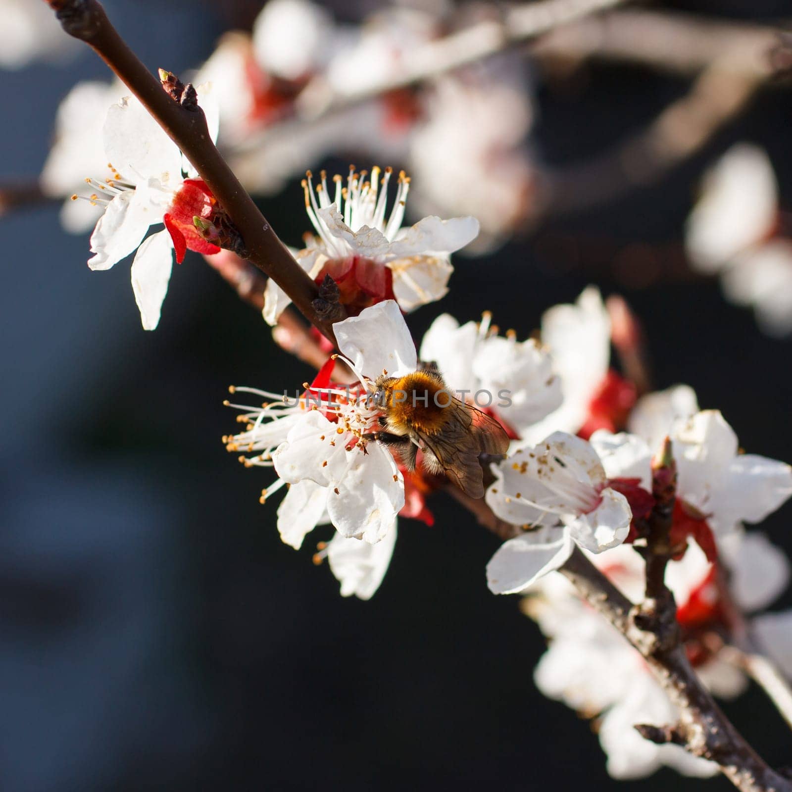 Bee on a flower of the white cherry blossoms in spring