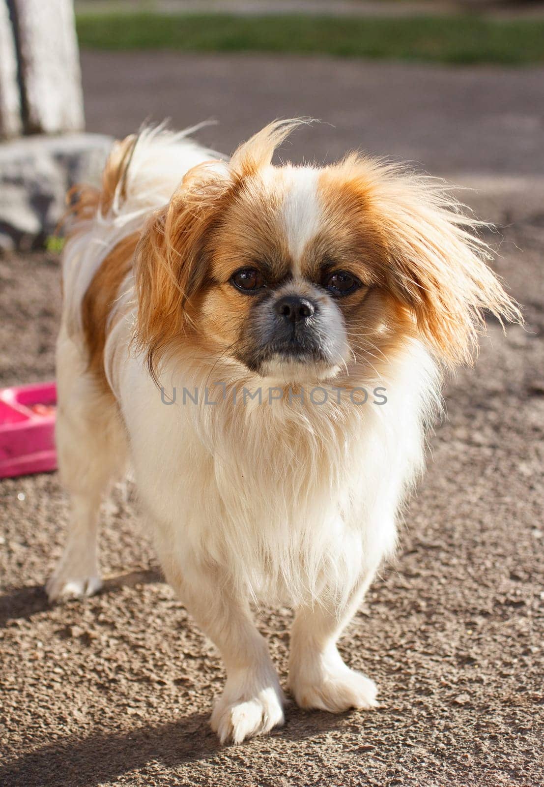 Funny red-haired pekingese dog look in camera