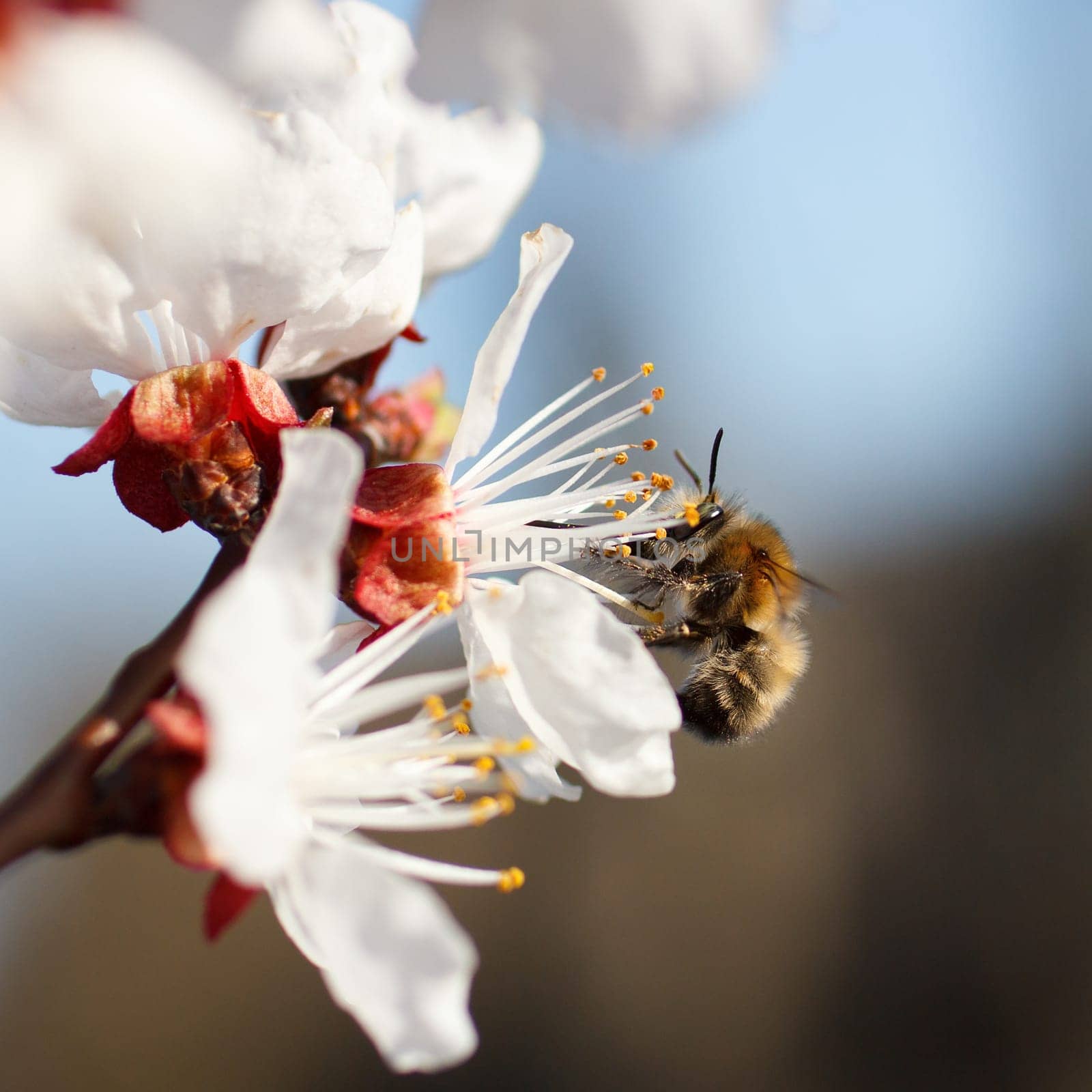 Bee on a flower of the white cherry blossoms in spring