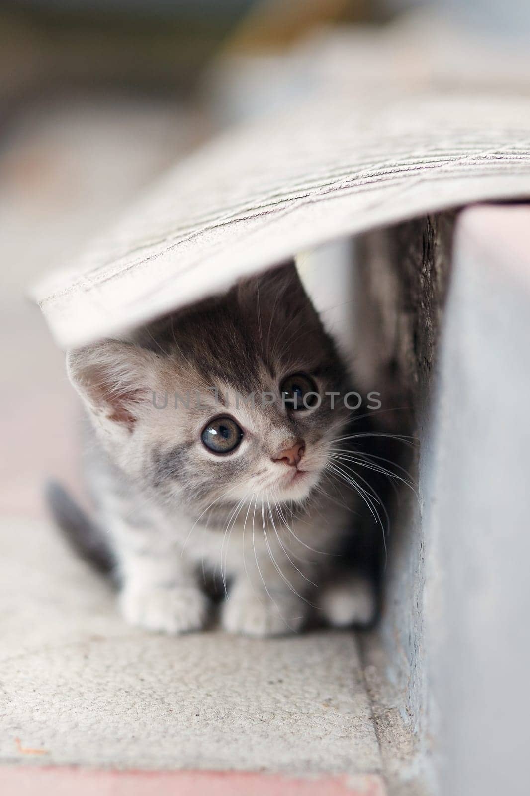 Funny gray little cute kitten playing outdoors