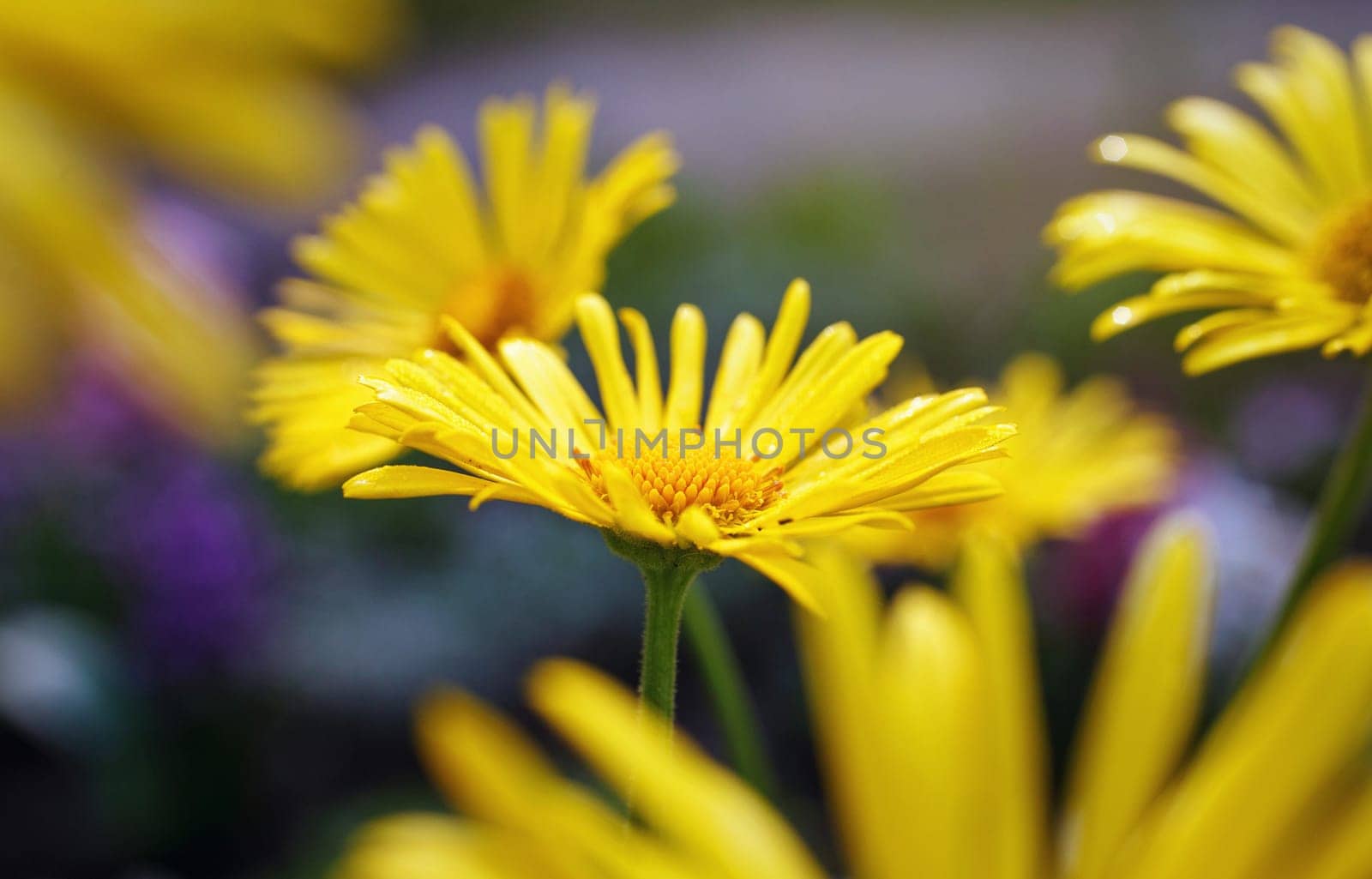 beautiful yellow daisies in flower garden, macro