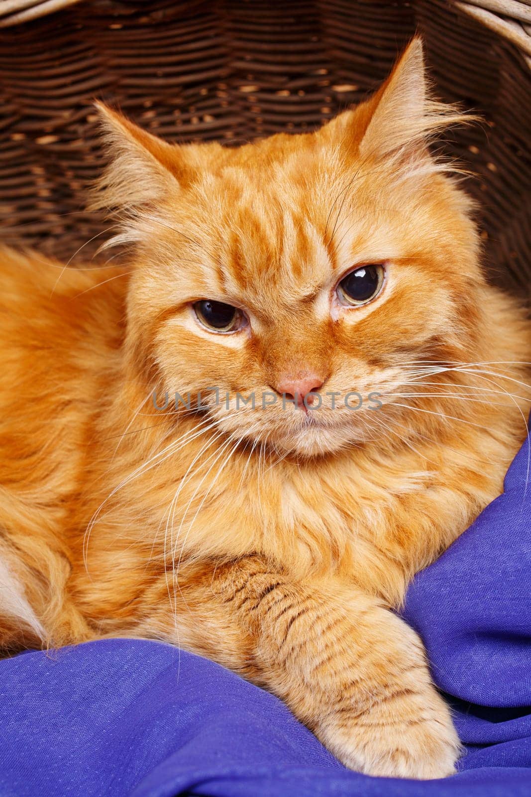 portrait of beautiful red-haired big cat close up