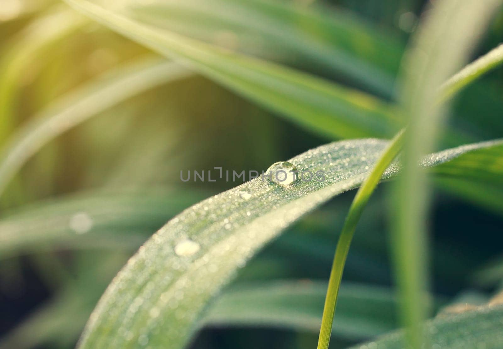 dew drops on green grass, summer morning