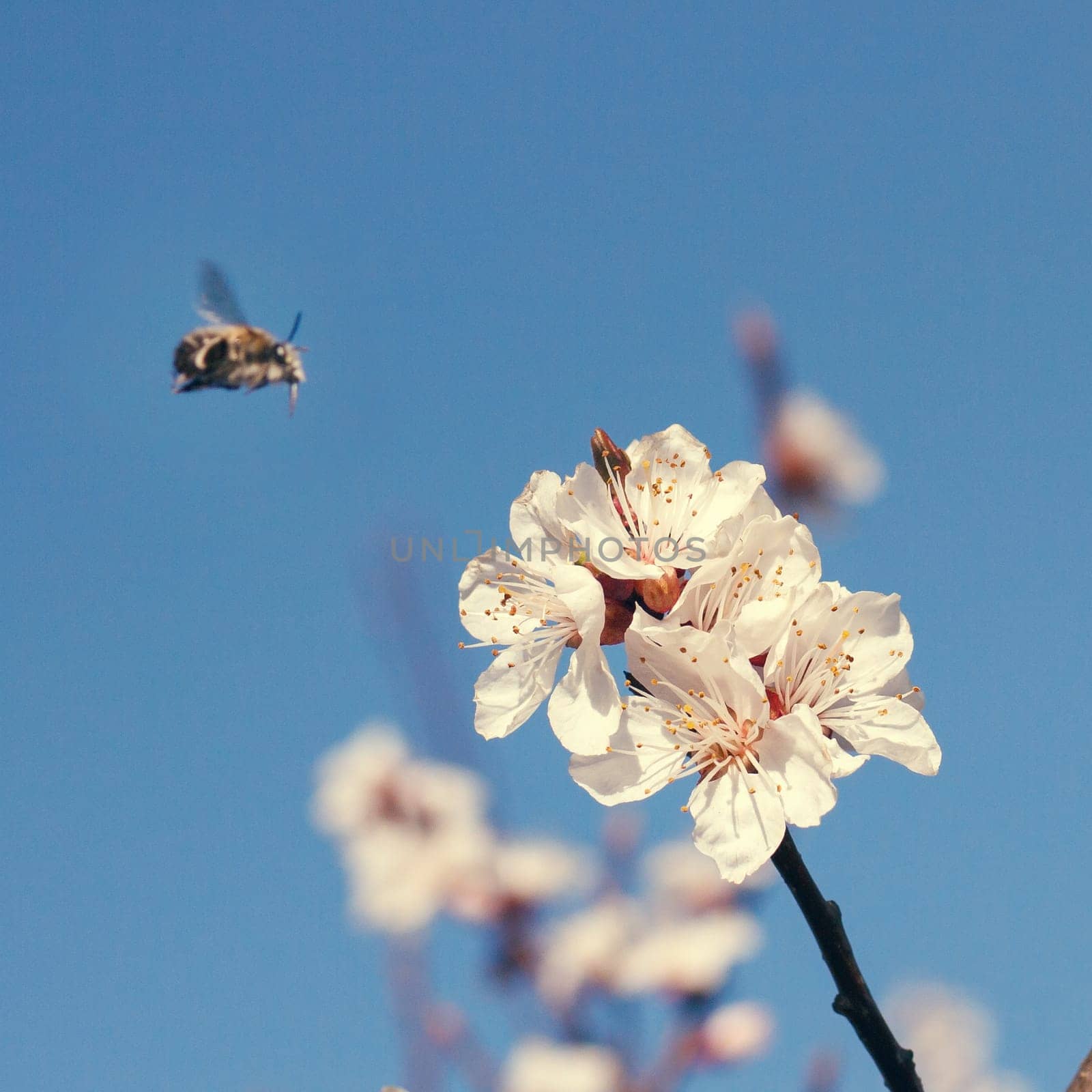 Bee on a flower of the white cherry blossoms in spring