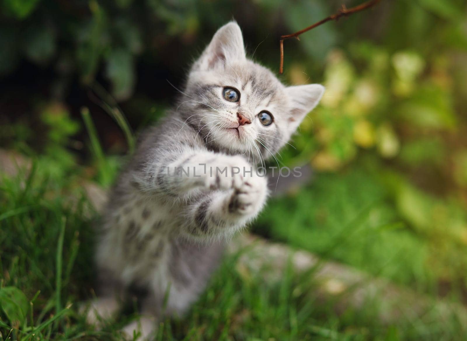 gray little cute kitten playing on the garden