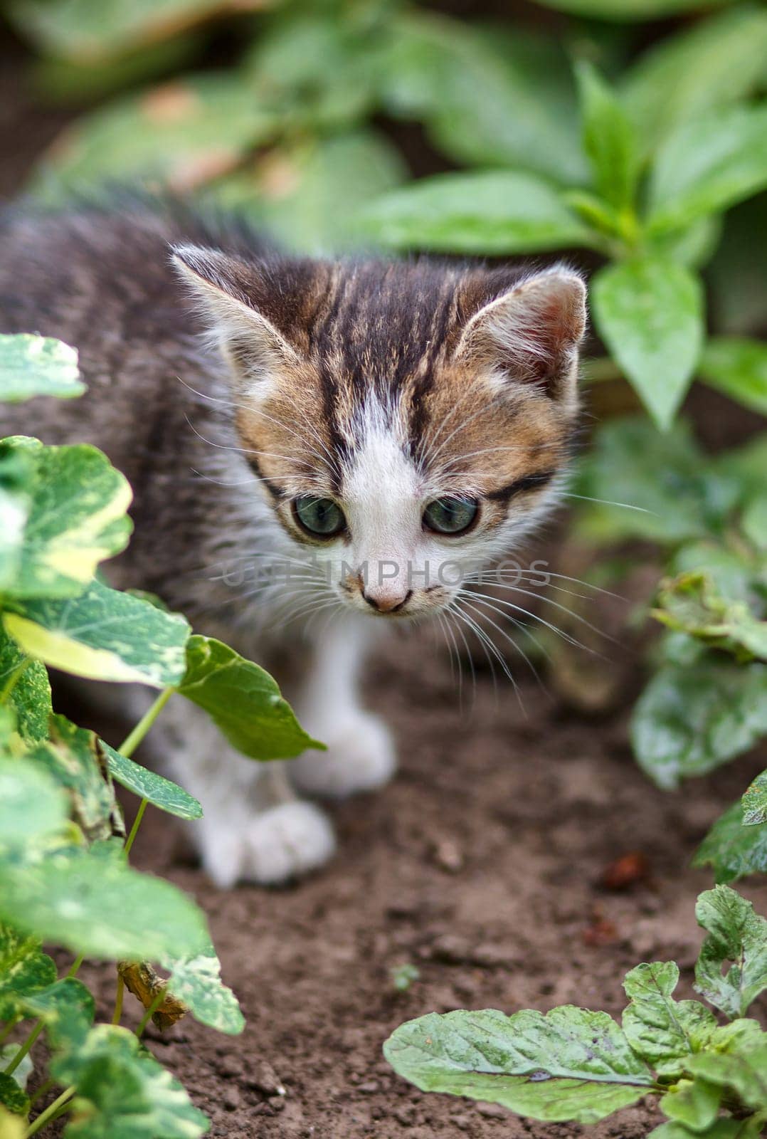 gray little kitten walking on the garden