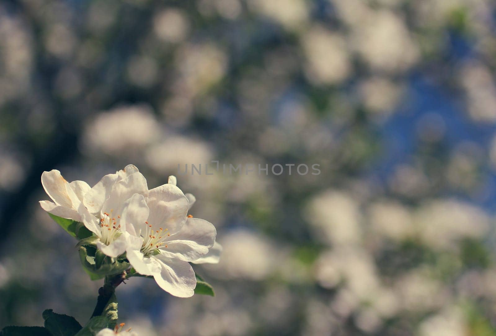 white flowers blooming on branch, springtime, place for text