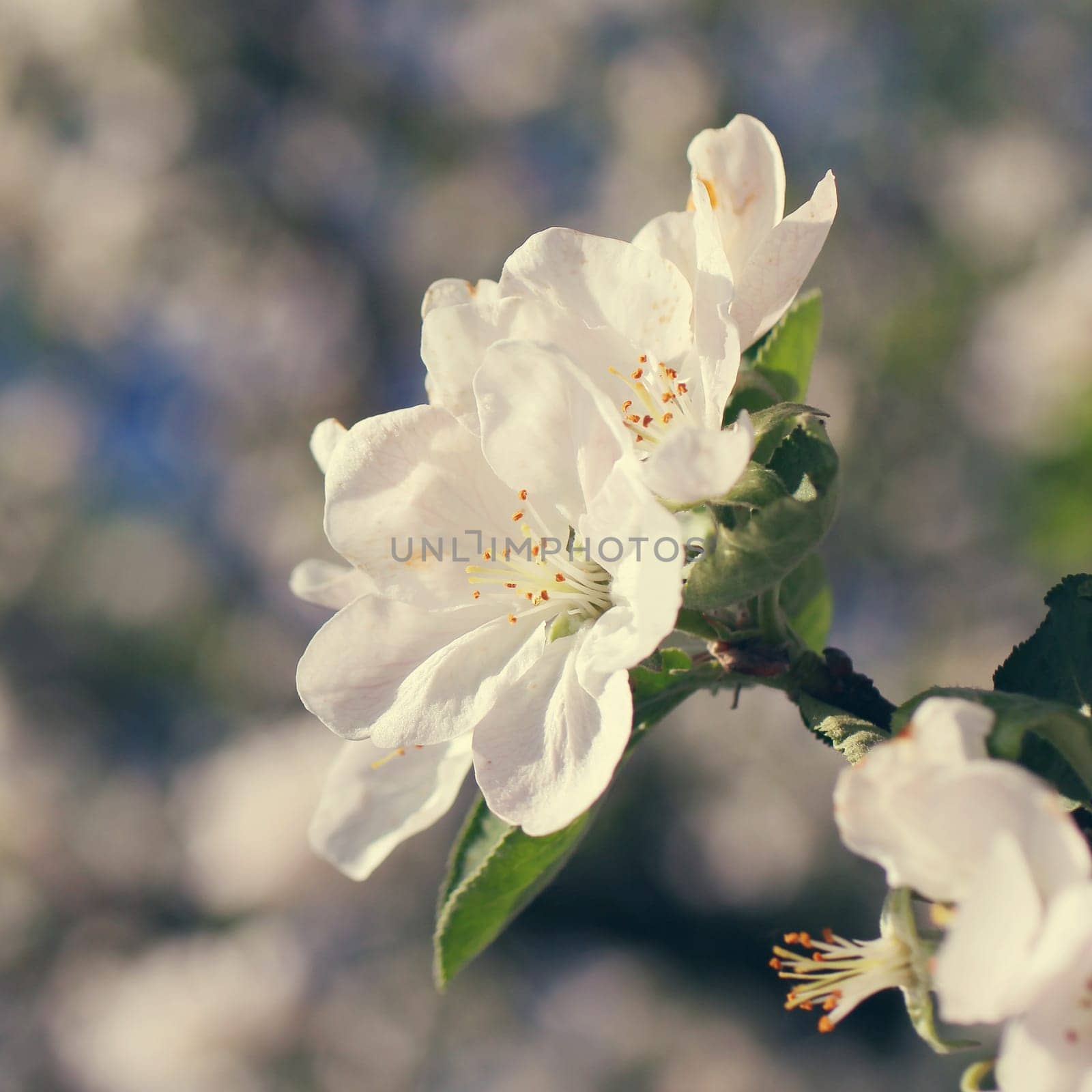 white flowers blooming on a branch, springtime