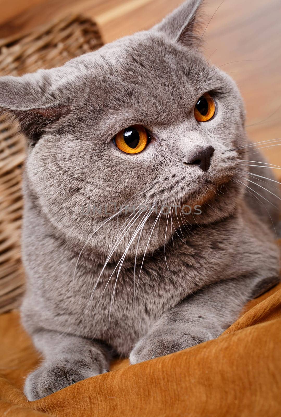 closeup British Shorthair   cat with yellow eyes on a wooden background