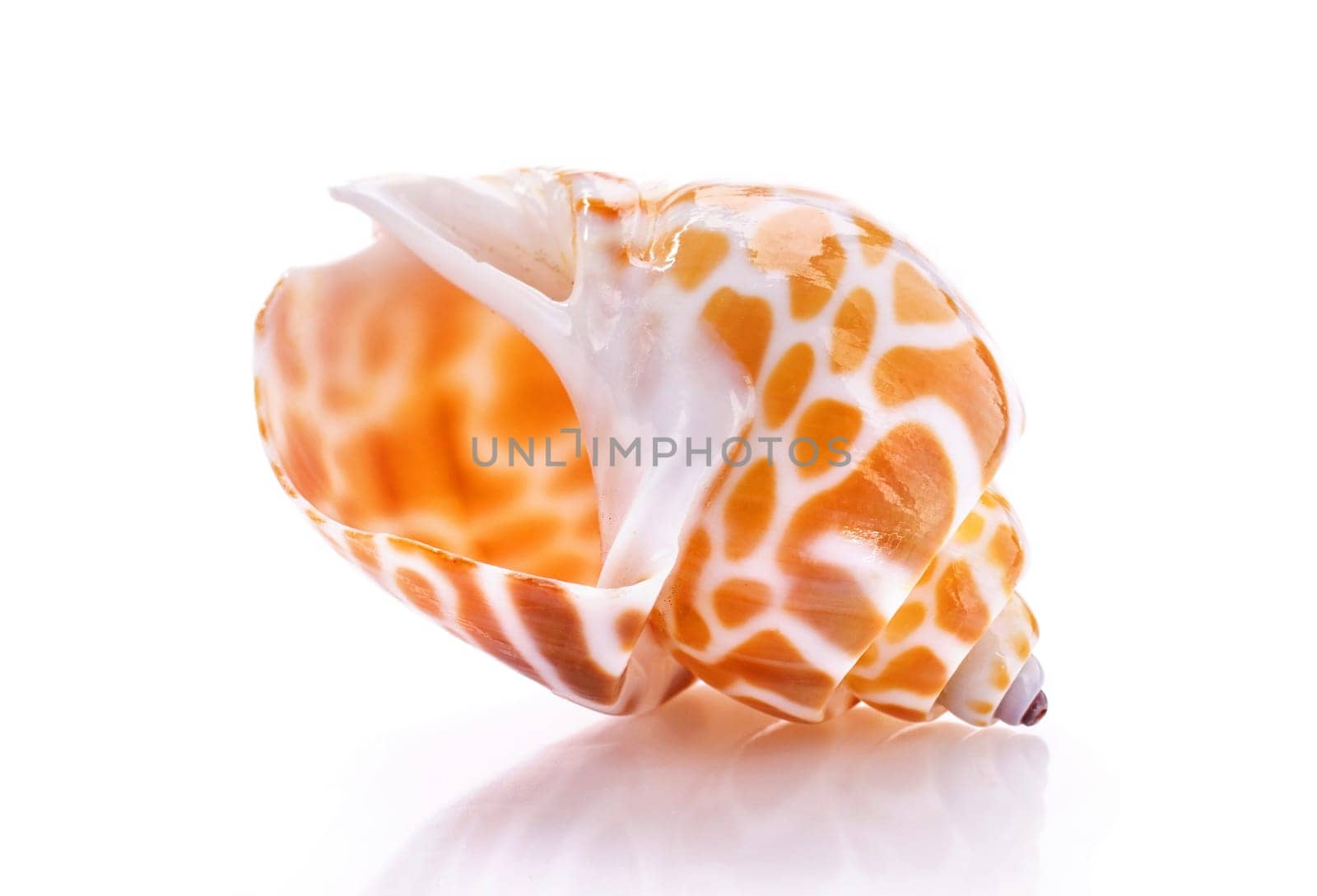Sea shell isolated on white background. Close up