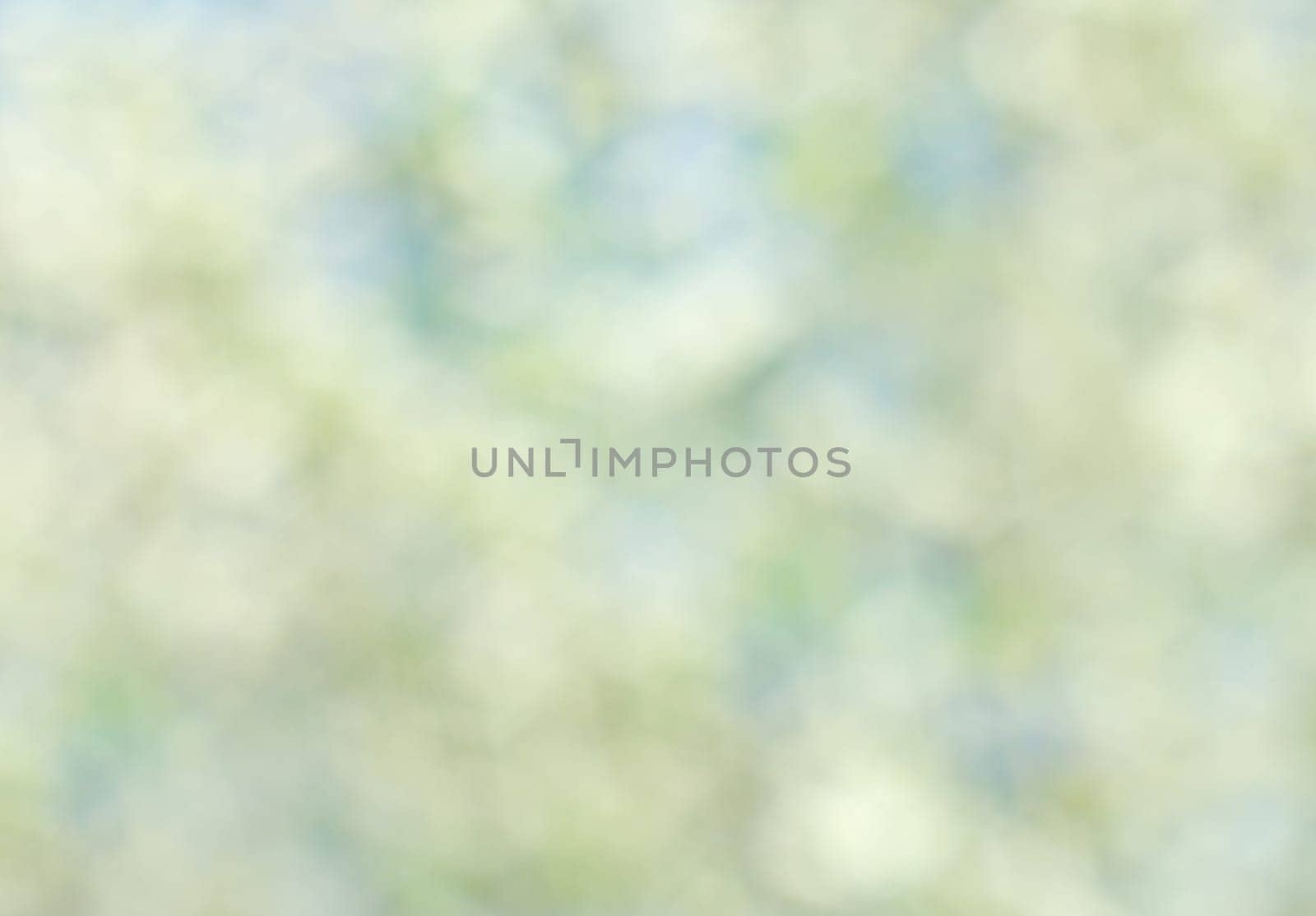 Abstract white spring background with cherry  blooms in soft background of flowering branches and sky, early spring white flowers bokeh