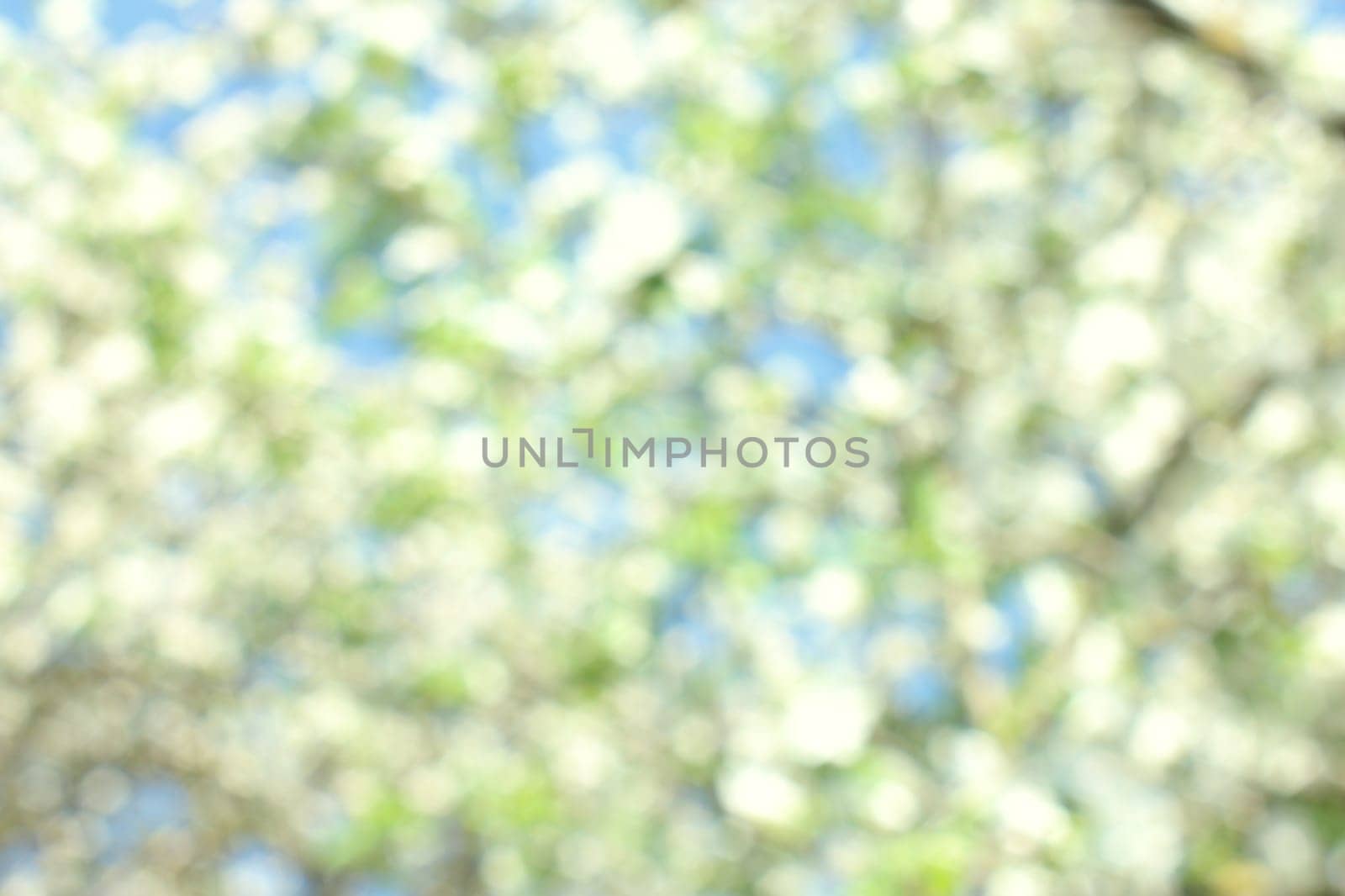 Abstract white spring background with cherry  blooms in soft background of flowering branches and sky, early spring white flowers bokeh