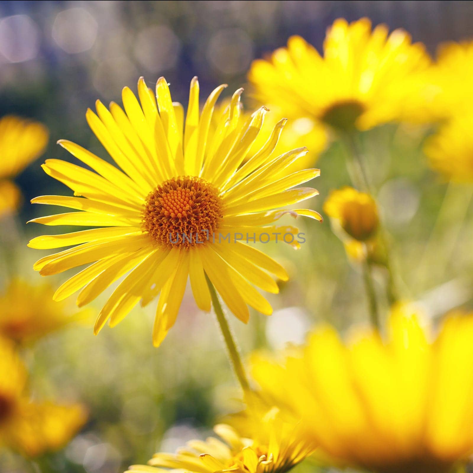 Yellow flowers blossoming in spring time, natural background