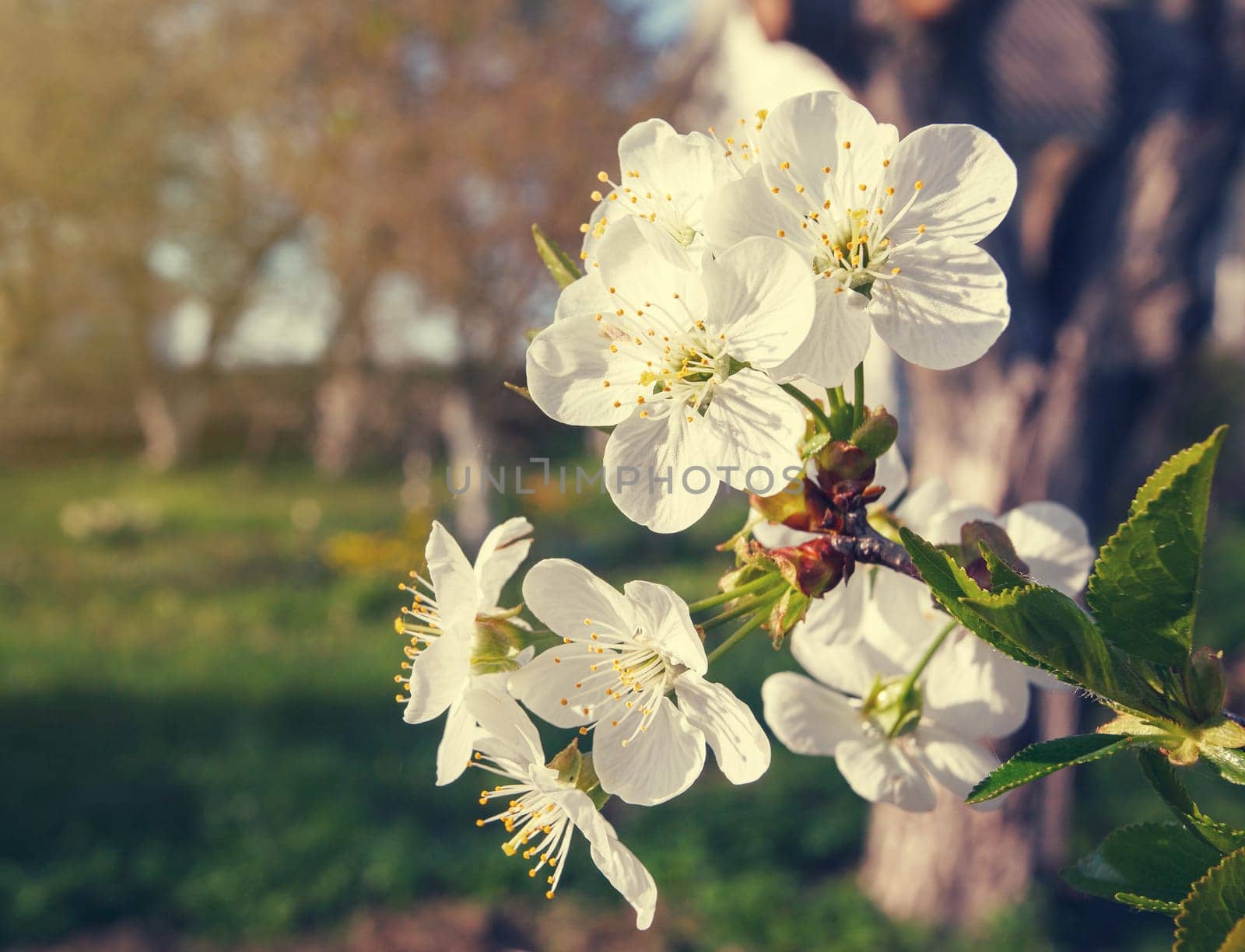 white flowers blooming on a branch, springtime