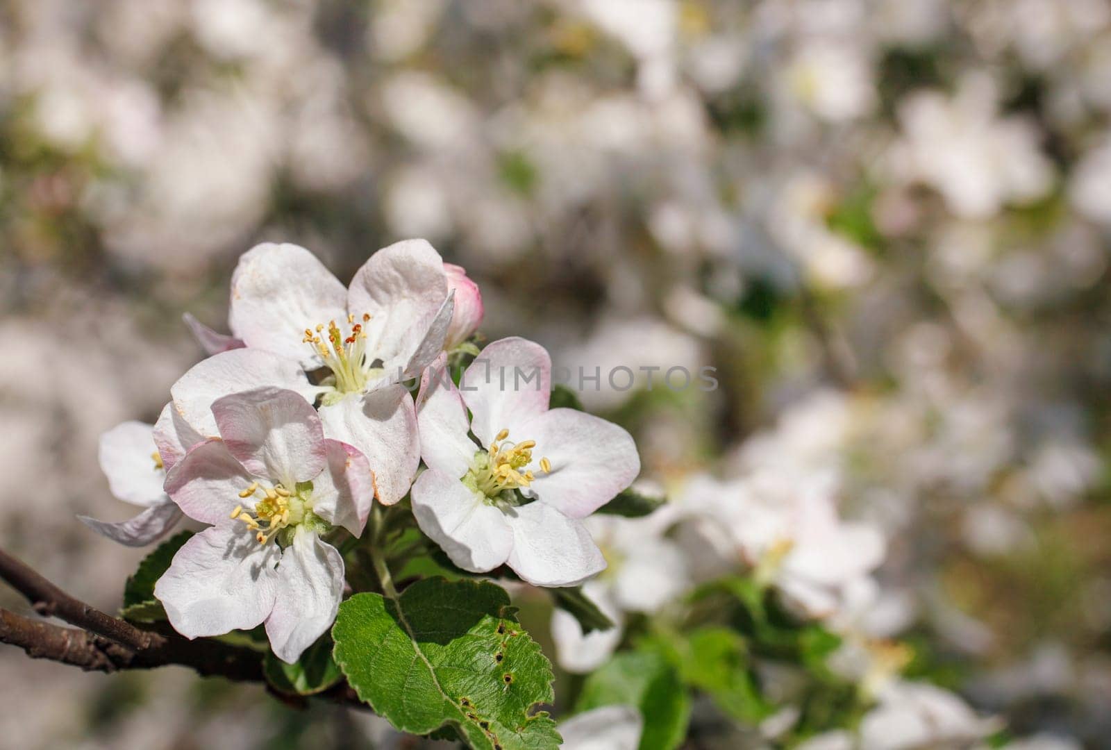 white flowers blooming on a branch, springtime
