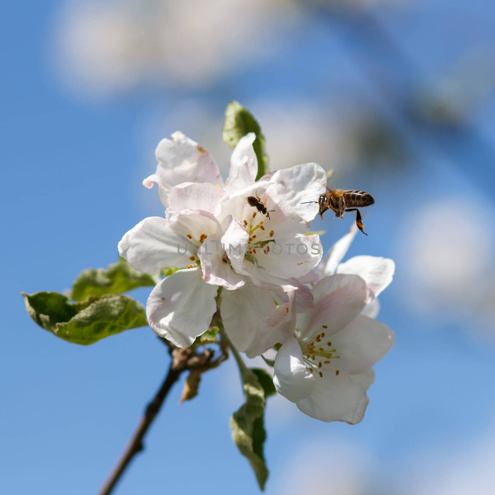 Bee on a flower of the white cherry blossoms in spring