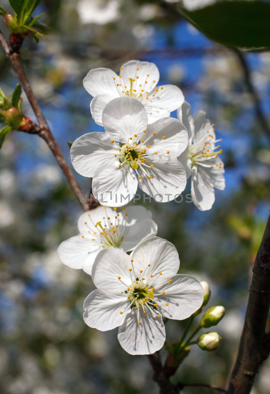 white flowers blooming on a branch, springtime