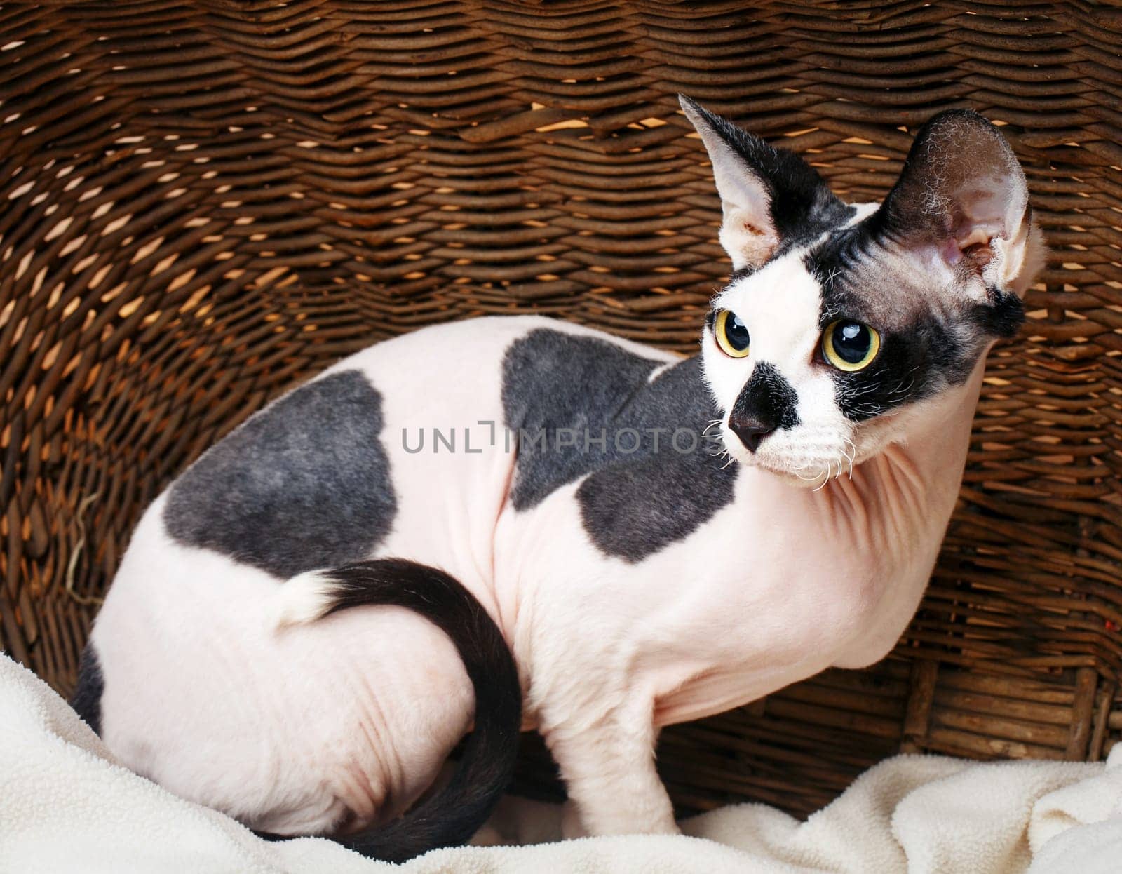 Close up Sphynx Cat Inside a Wooden Basket Looking Up.