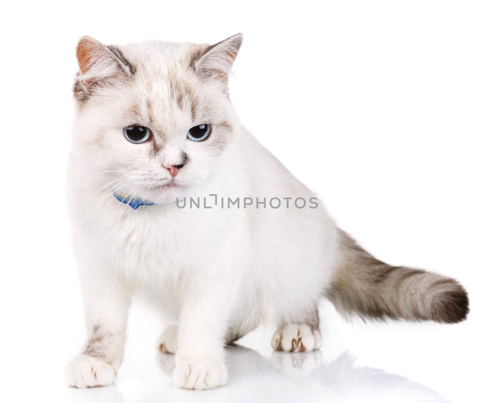 White cute cat isolated on  a white background