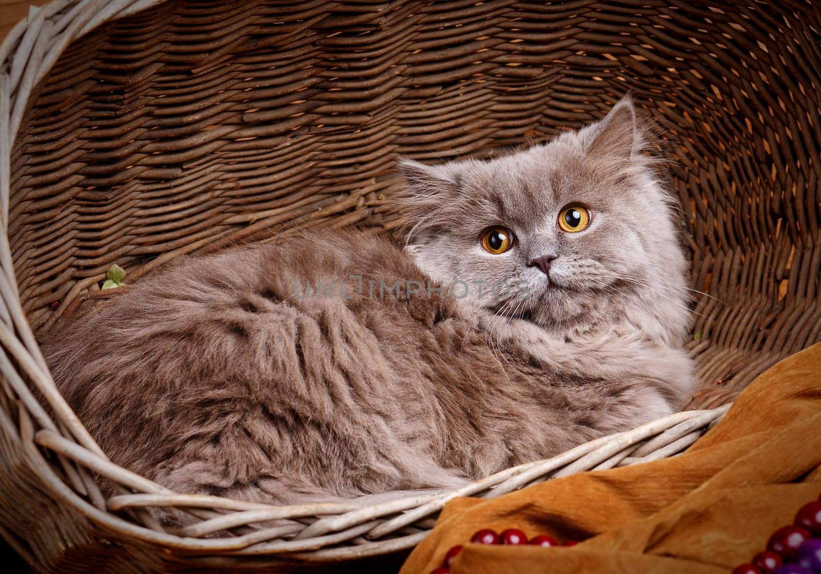 cute gray Scottish long-haired straight cat on a wooden basket