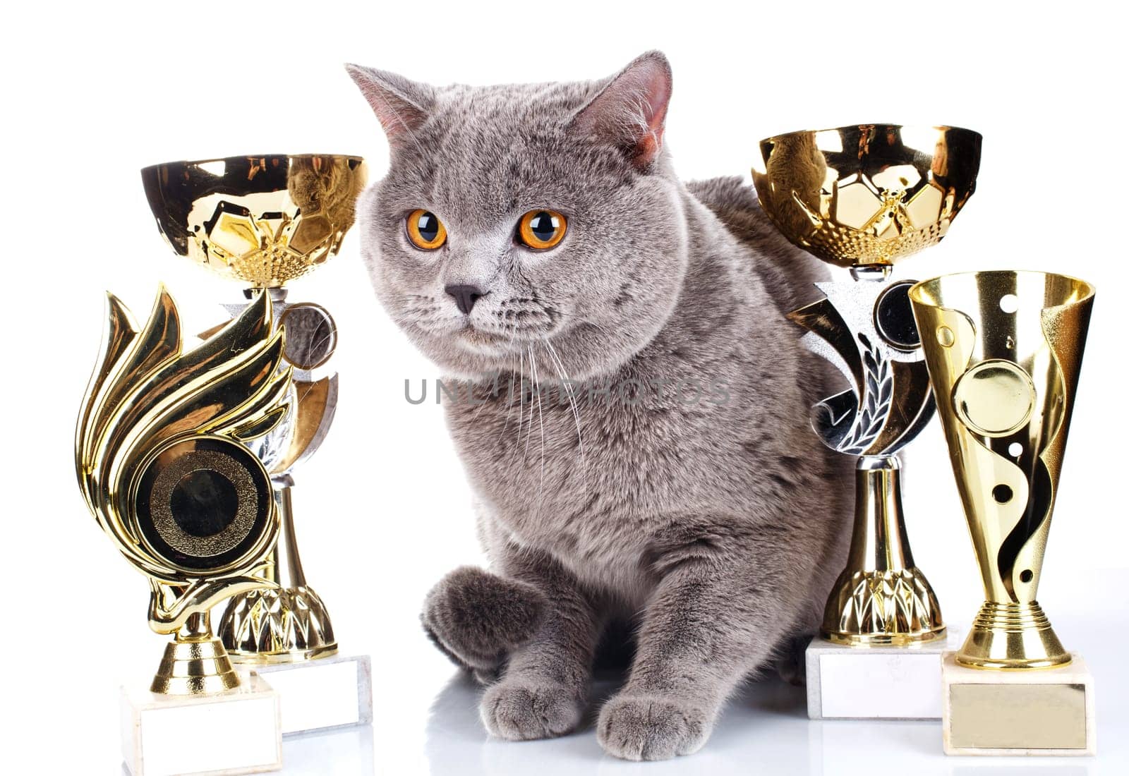 British Shorthair cat on a white background with its award winning