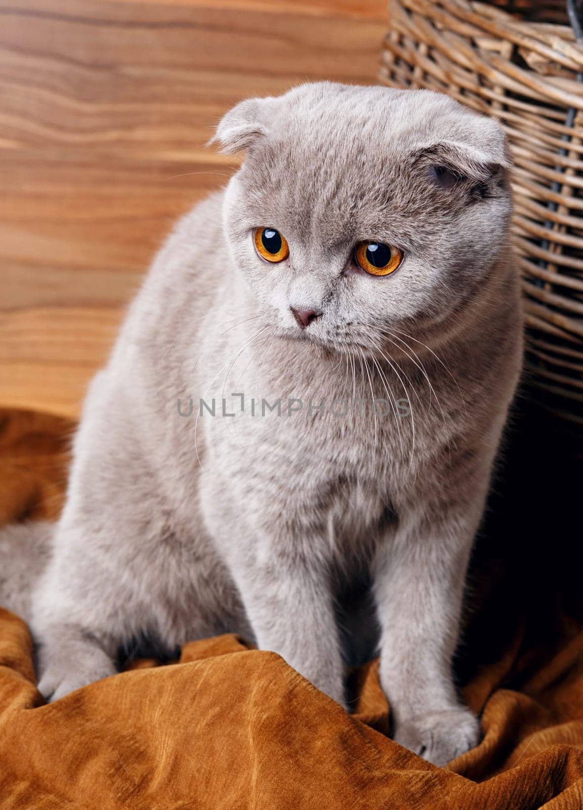 Beautiful gray cat with yellow eyes Scottish Fold on wooden background