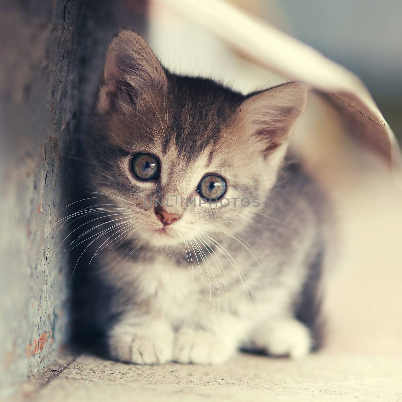 little cute kitten  siting  outdoors