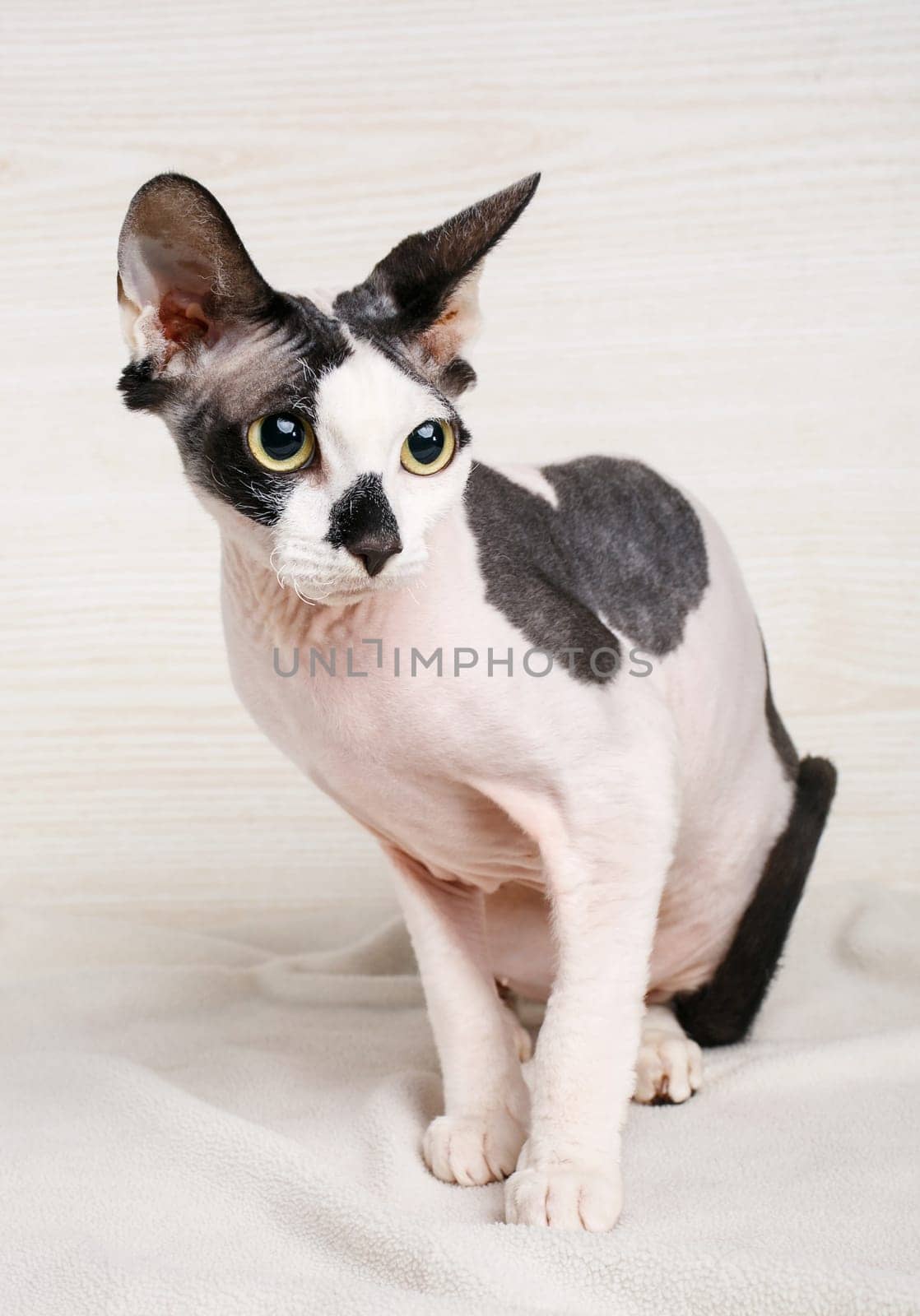 beautiful Sphynx black and white  Cat  on wooden background
