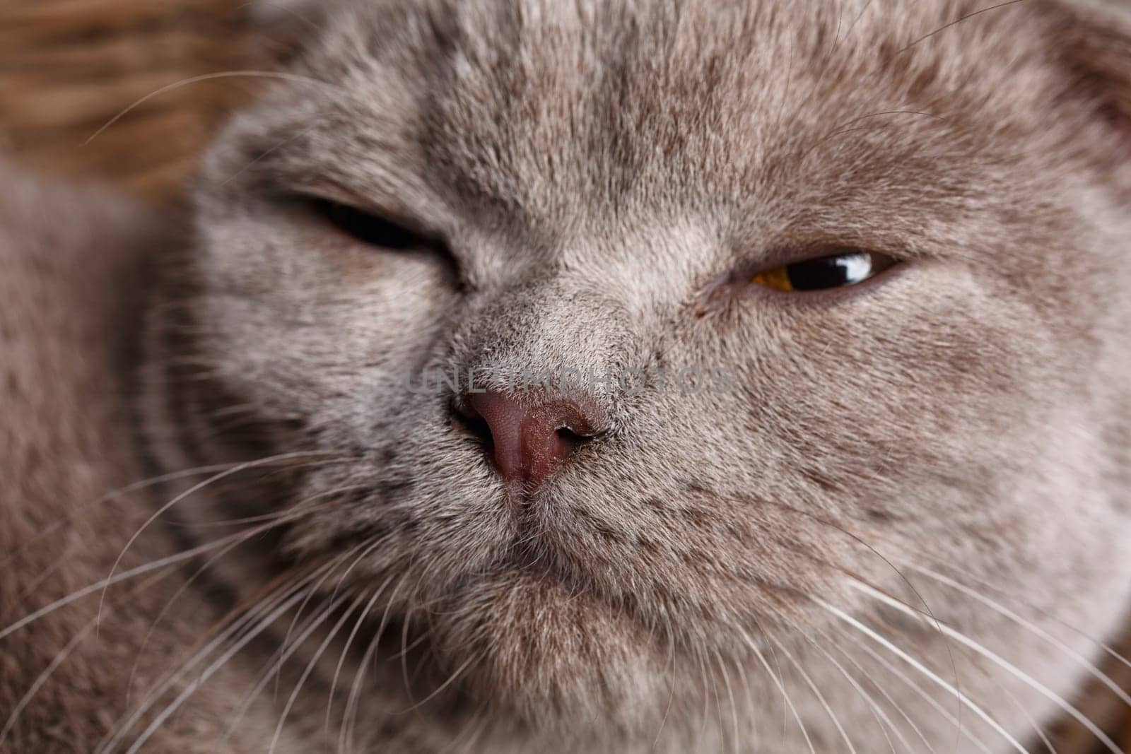portrait of Beautiful gray cat with yellow eyes Scottish Fold closeup