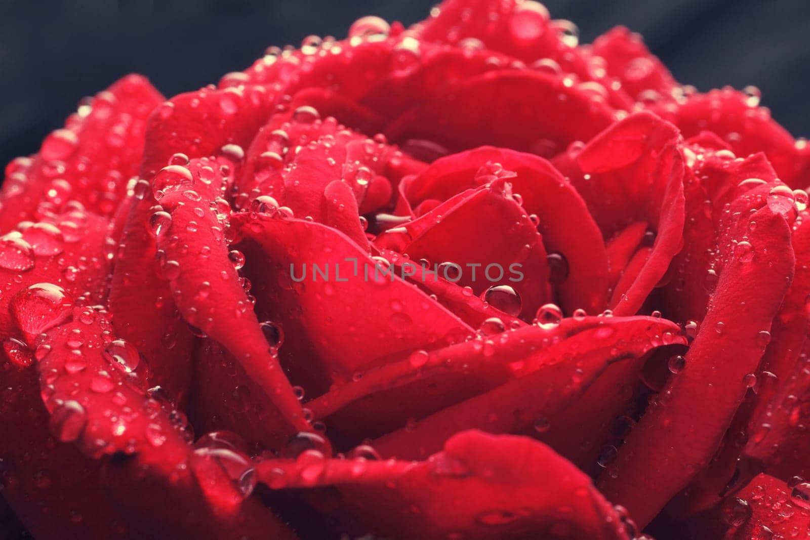 dew drops on the petals of roses macro