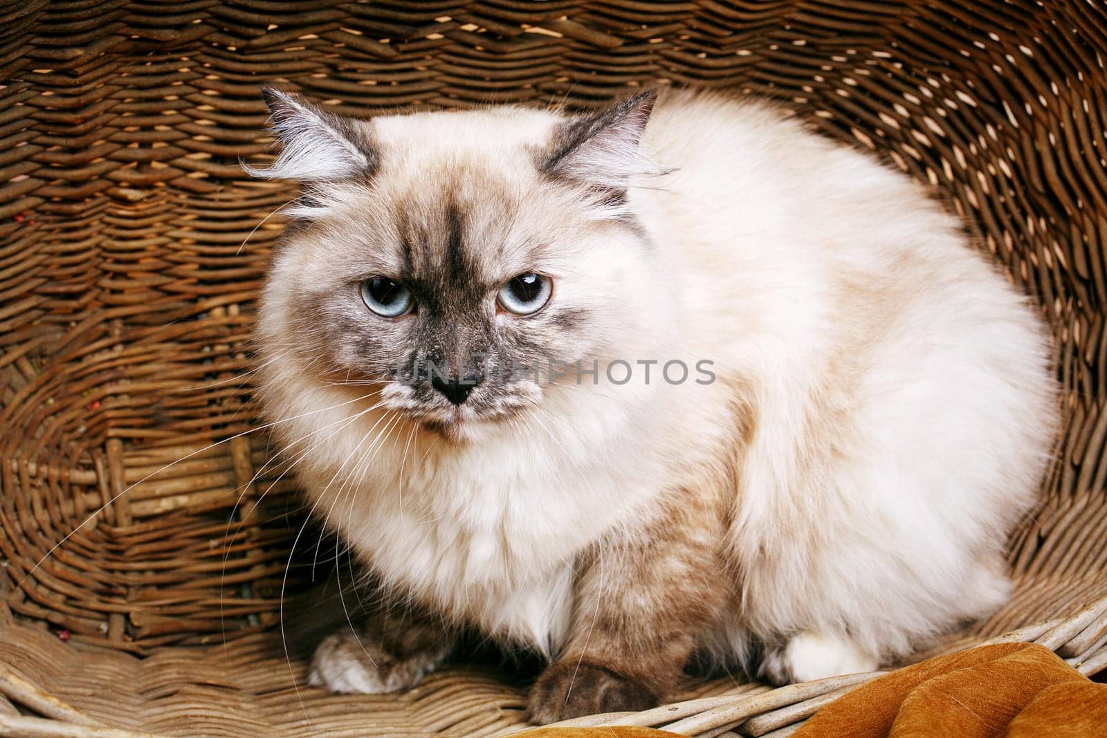 beautiful gray cat with blue eyes  in a wooden basket
