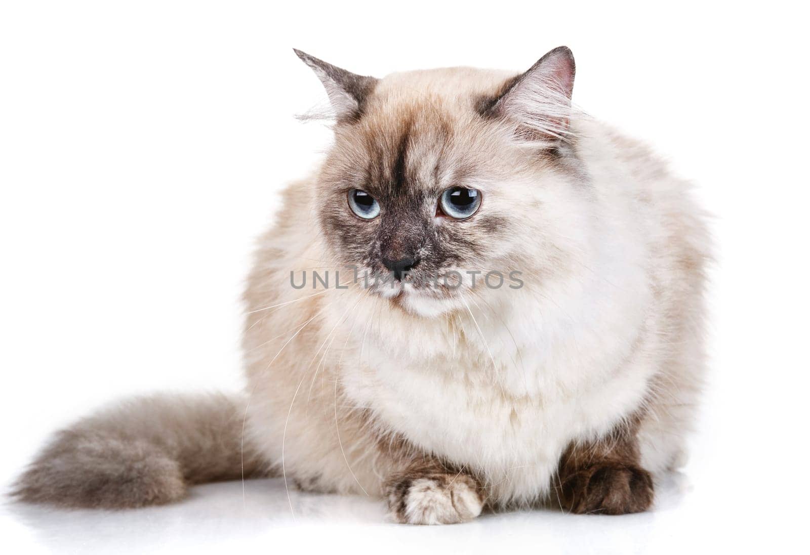 beautiful gray cat with blue eyes isolated on white