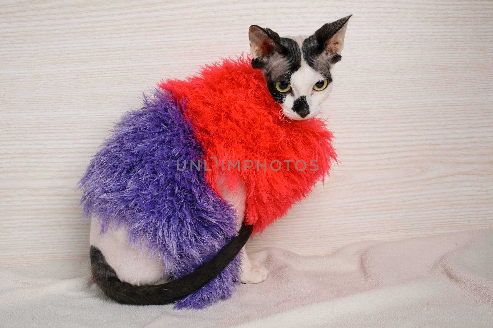 beautiful Sphynx cat wearing red and purple pullover