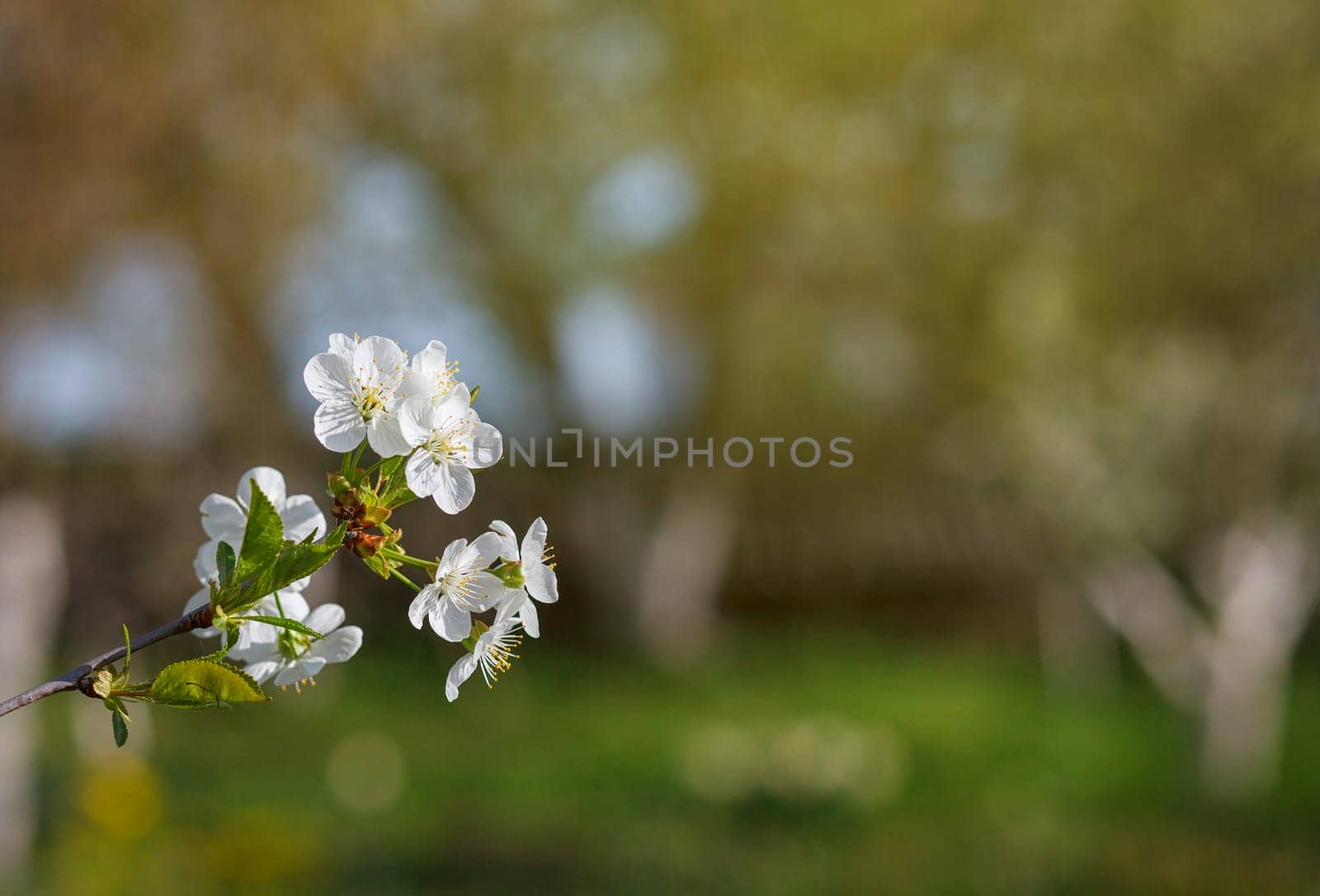 white flowers blooming on branch, springtime