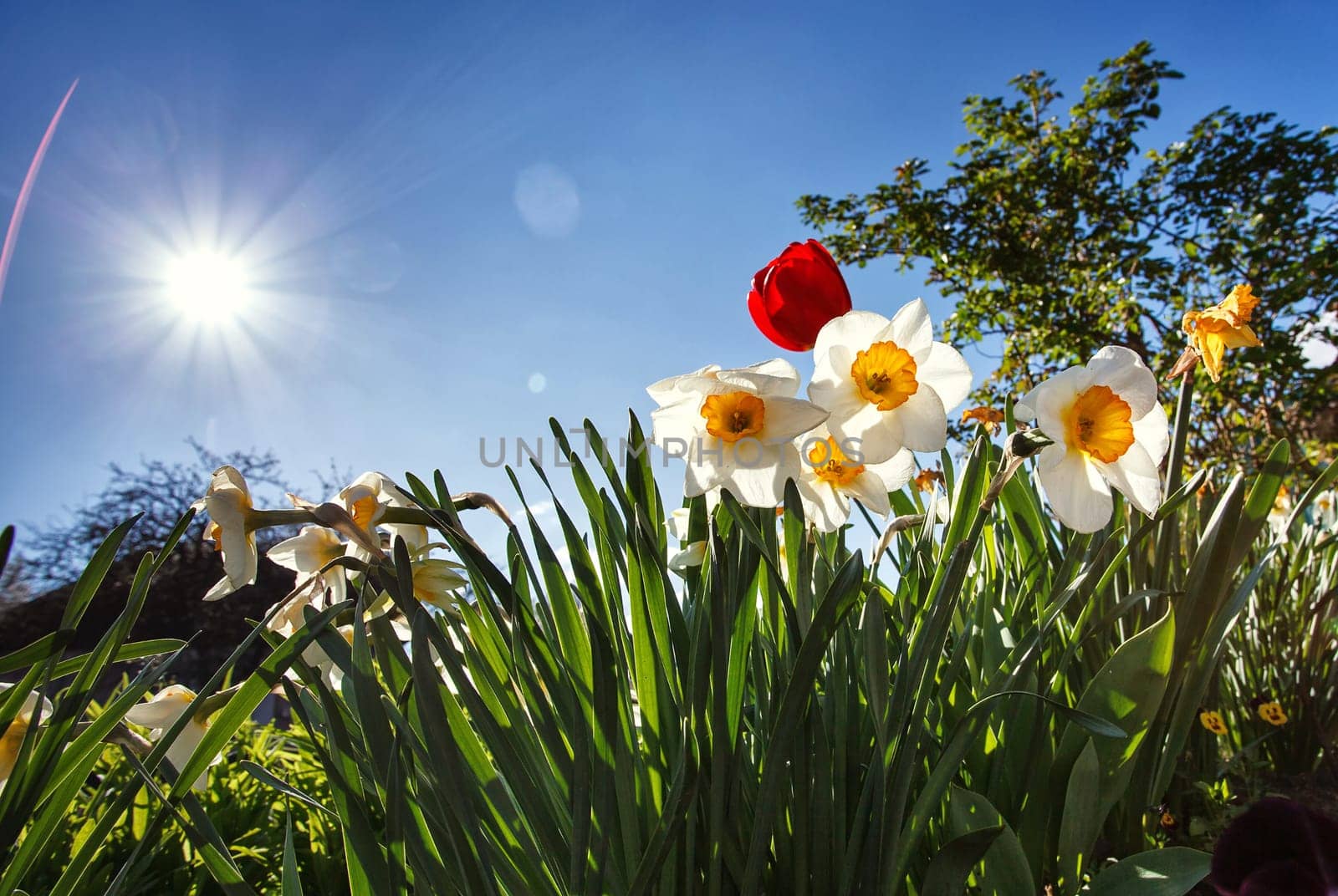 blossom flower garden in spring, on a blue sky with sun background