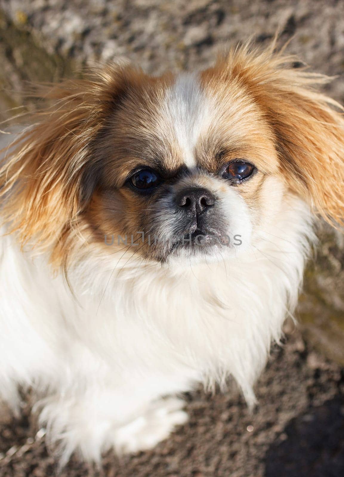 Funny red-haired pekingese dog look in camera