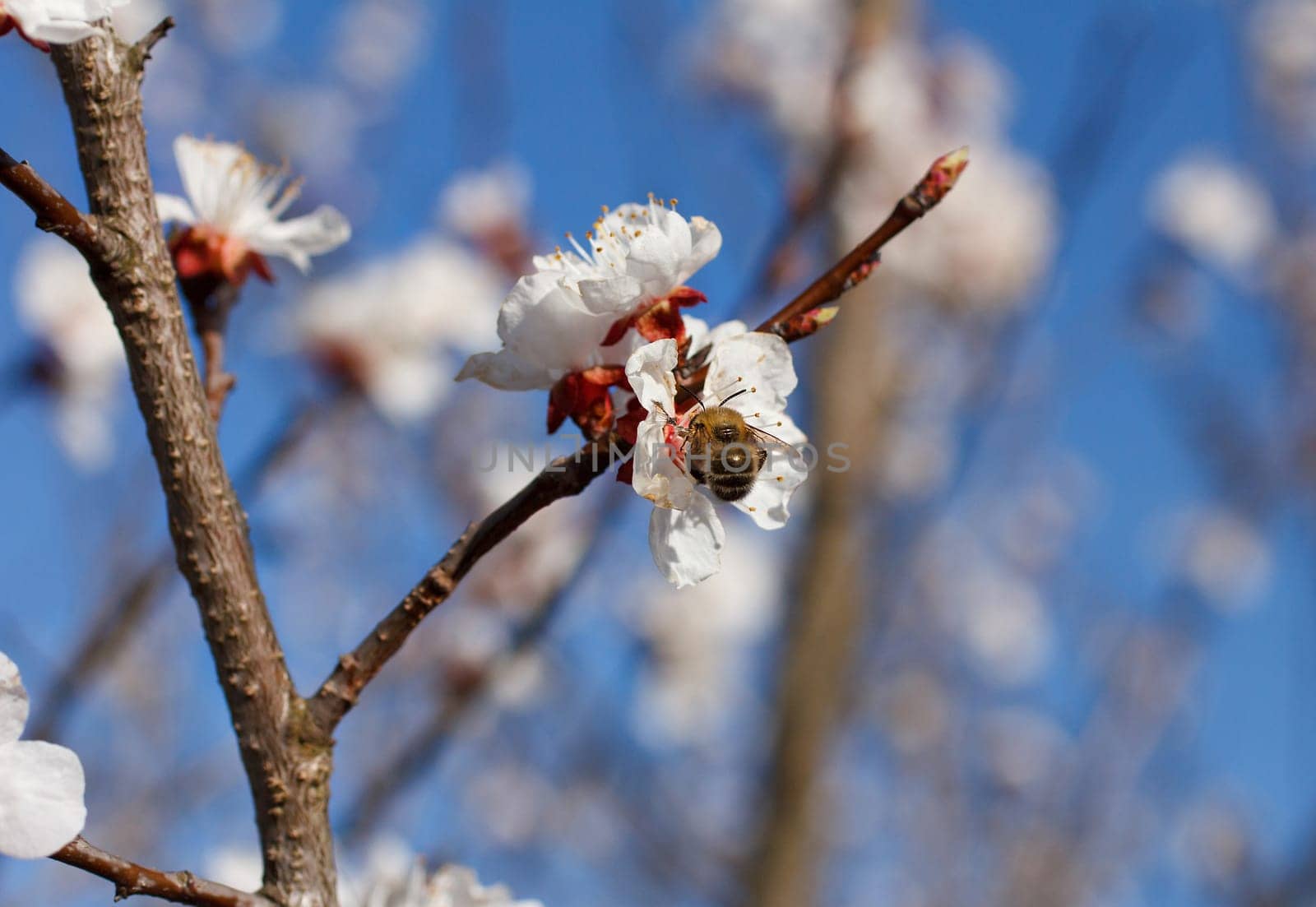 Bee on a flower of the white cherry blossoms in spring