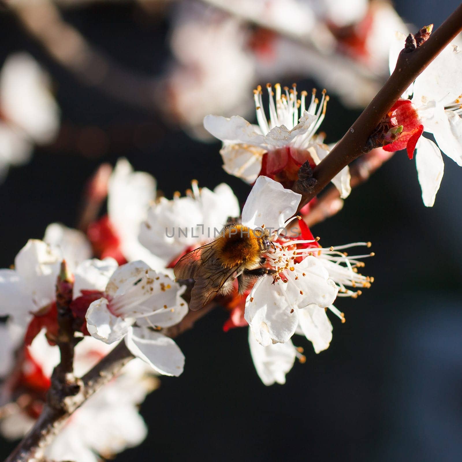 Bee on a flower of the white cherry blossoms in spring