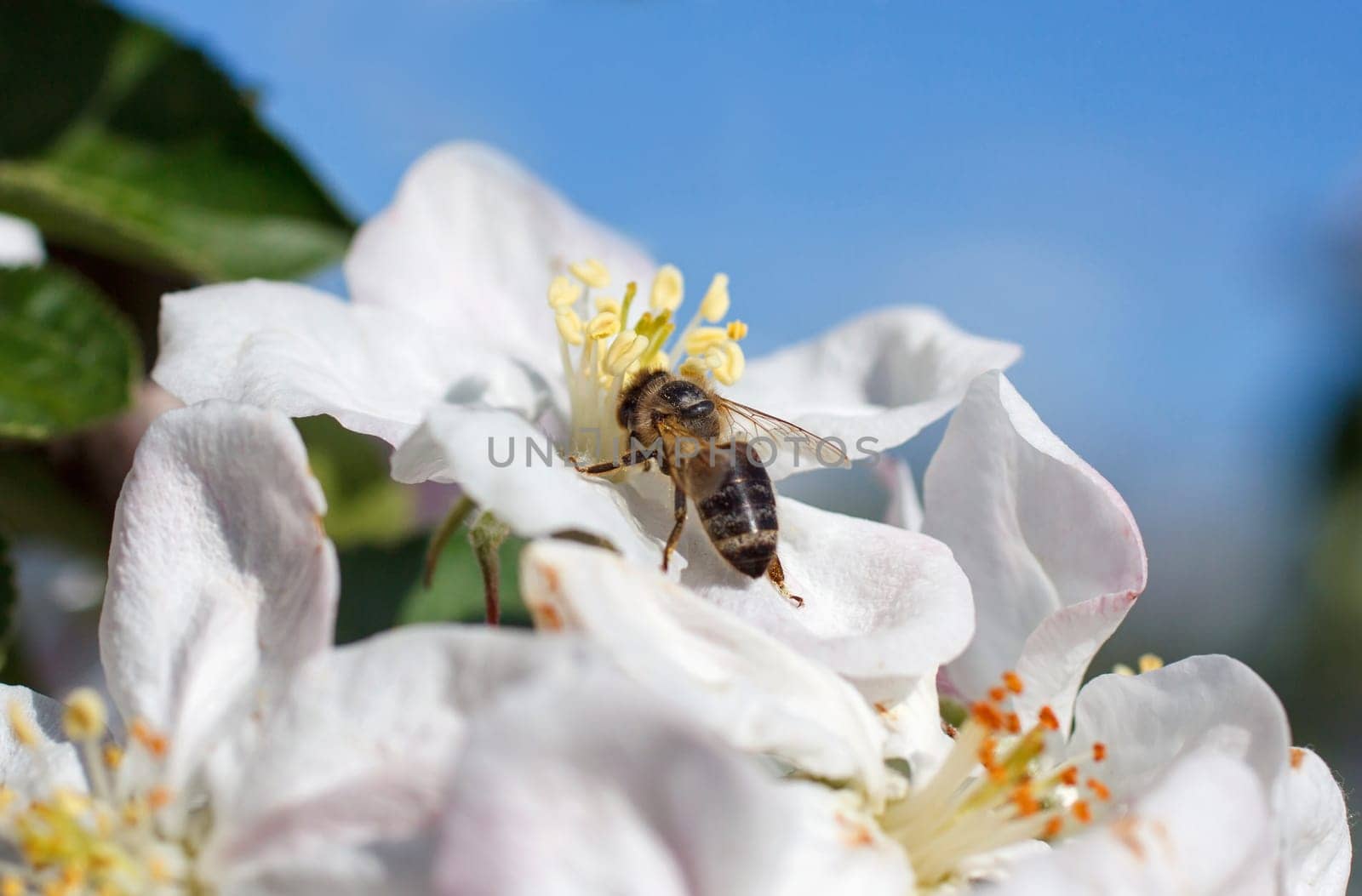 Bee on a flower of the white apple blossoms in spring