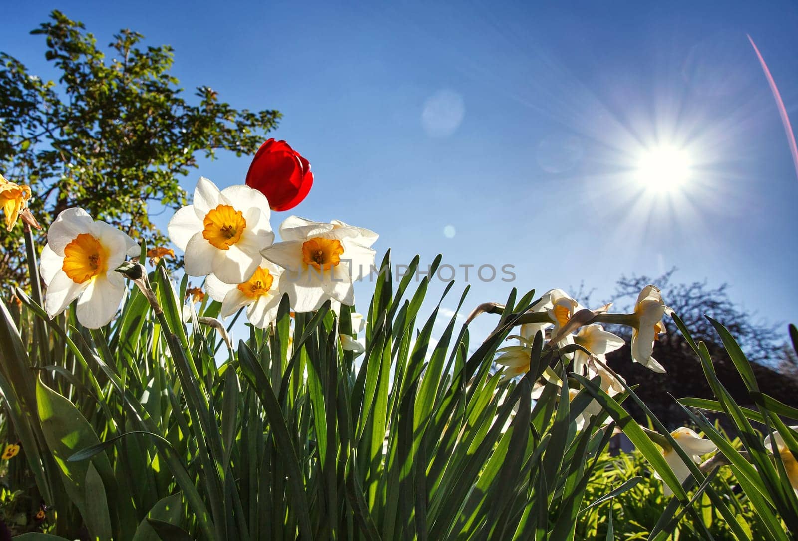 blossom flower garden in spring, on a blue sky with sun background