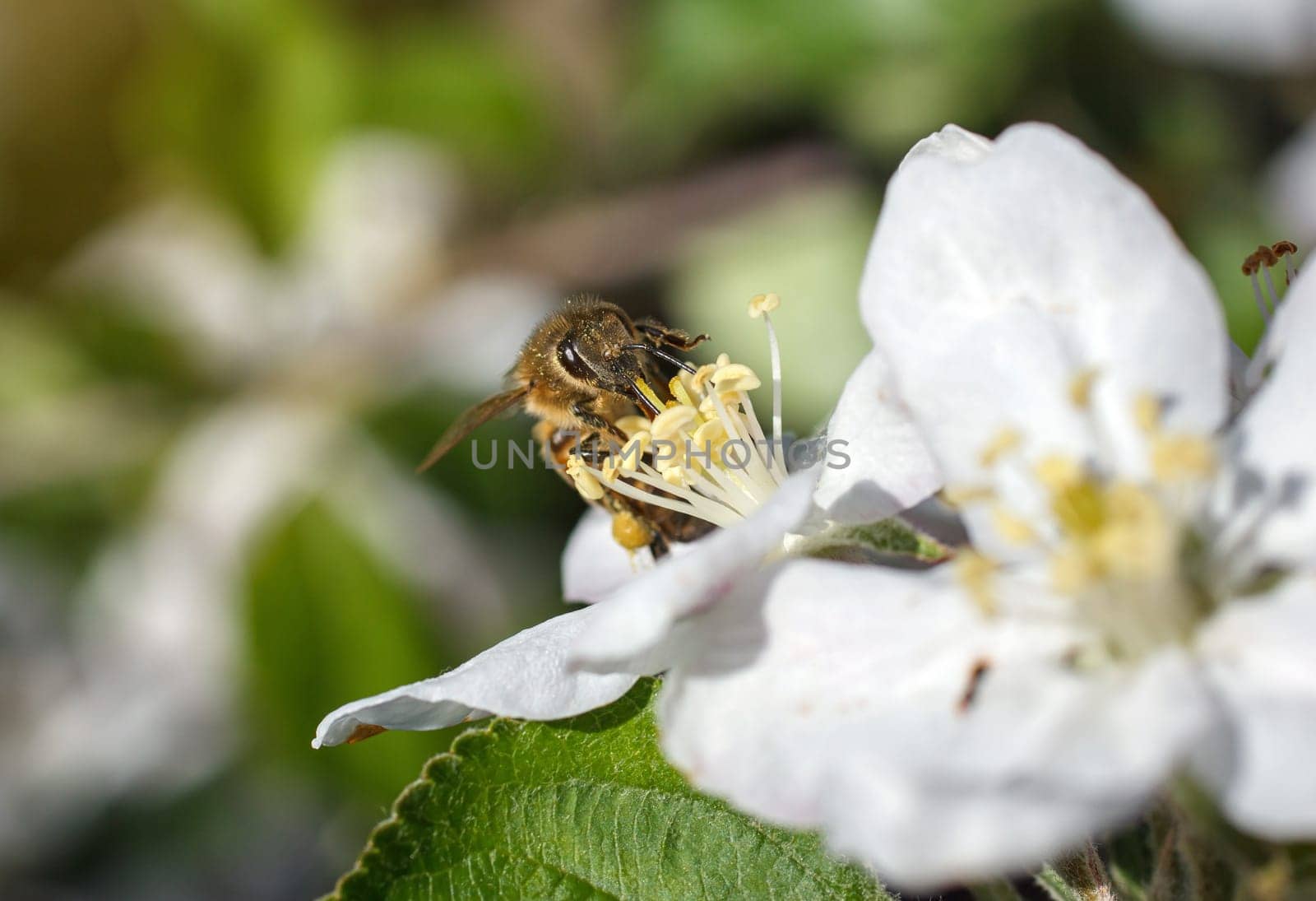 Bee on a flower of the white cherry blossoms in spring