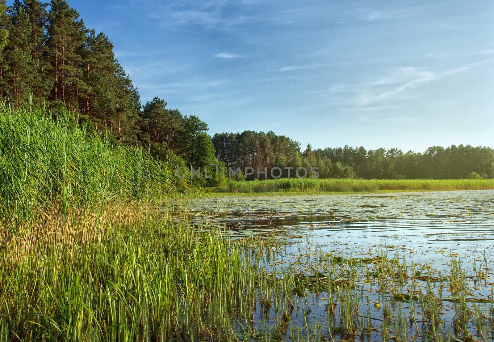 summer landscape with lake and blue sky