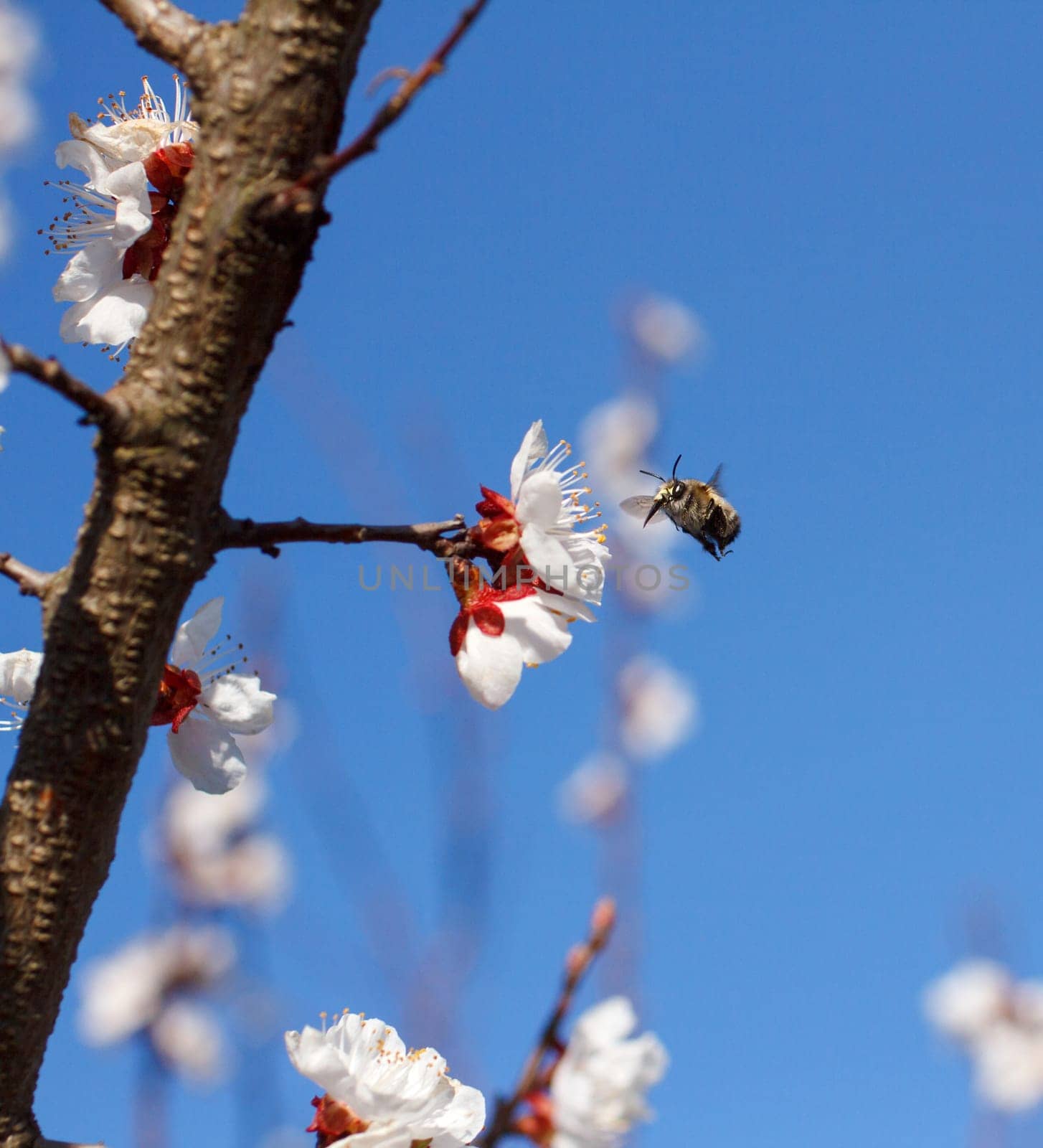 Bee on a flower of the white cherry blossoms in spring