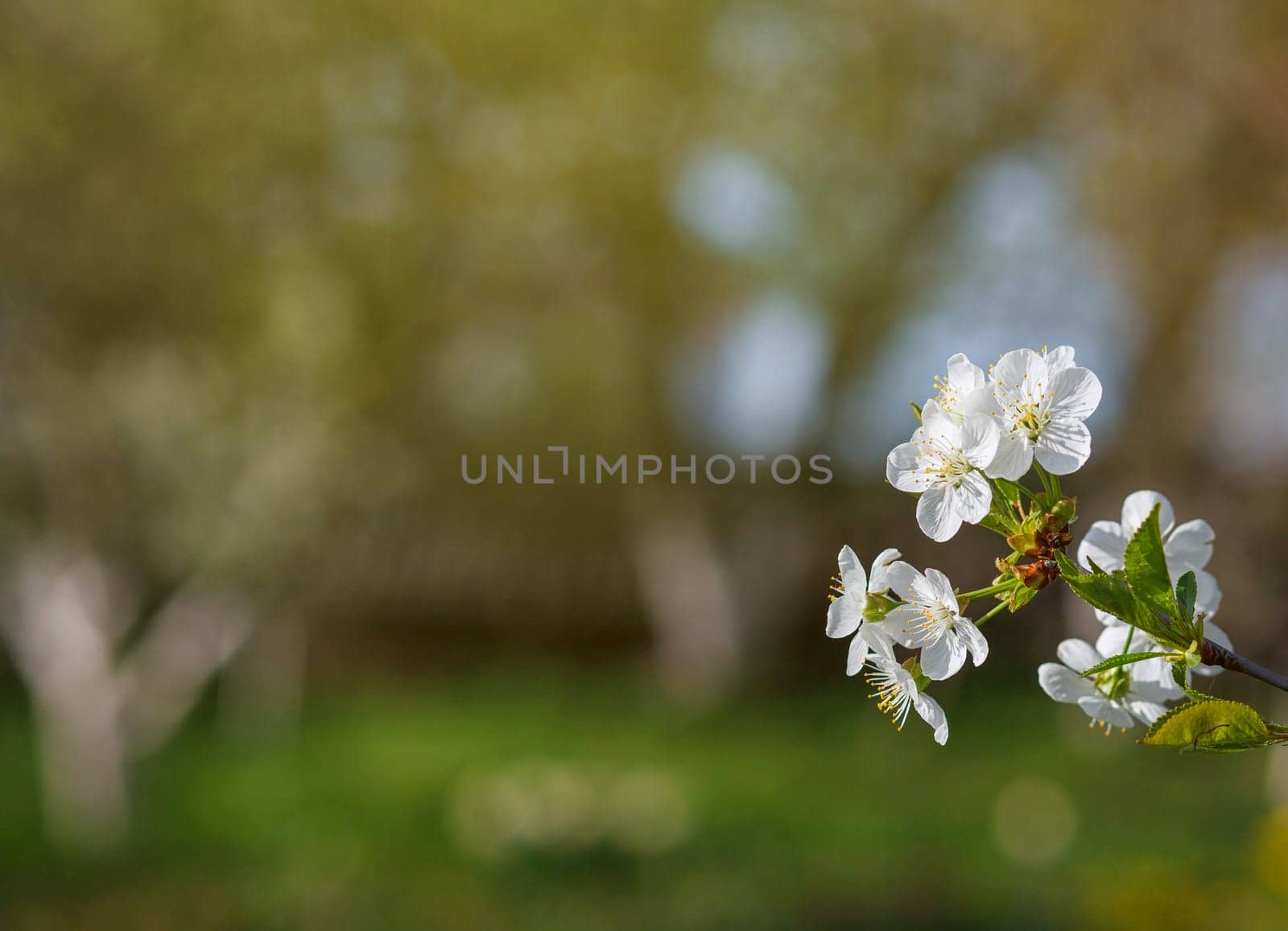 white flowers blooming on a branch, springtime