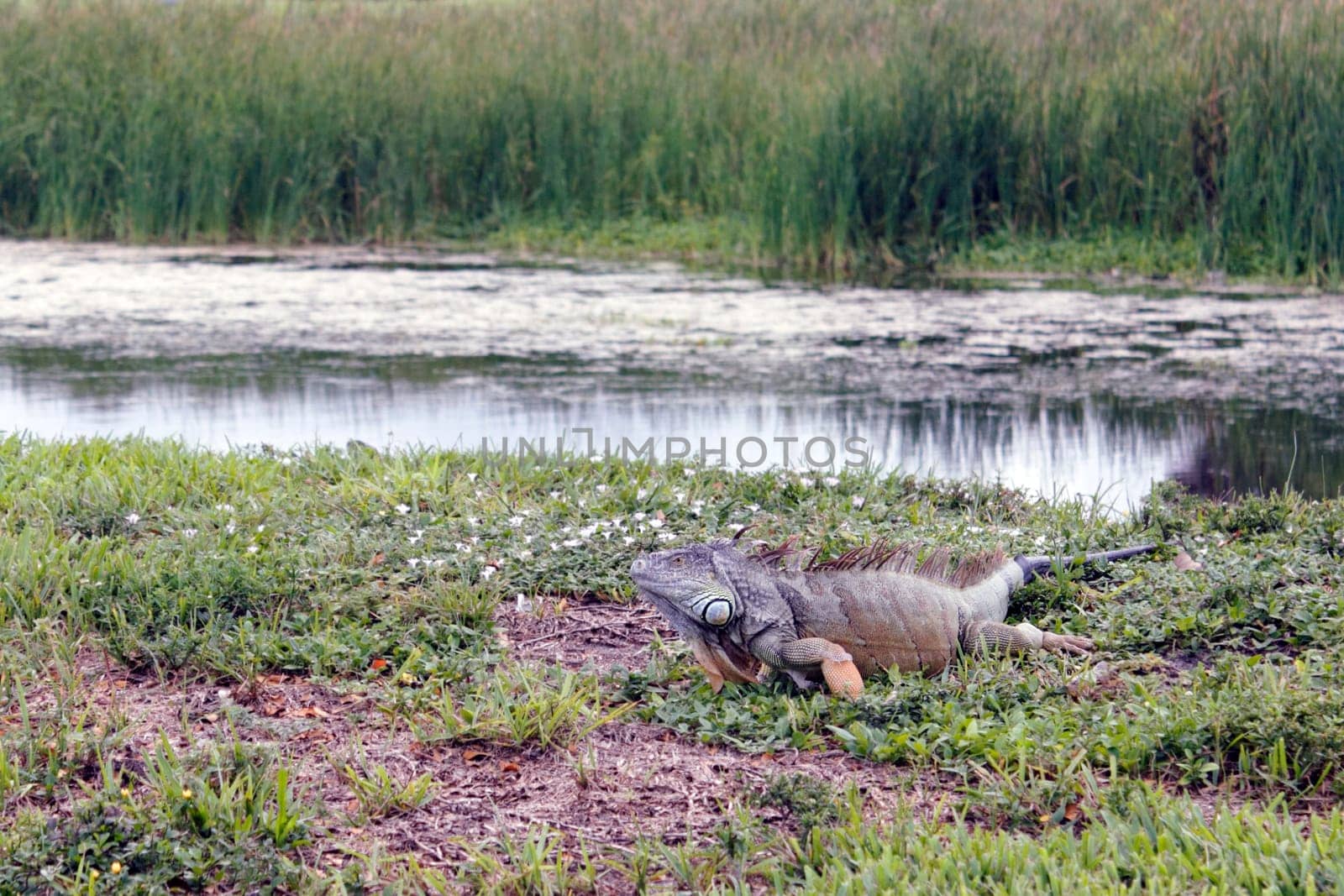 Green brown and orange wild iguana lizard that is about six feet long outside in some grass and plants mix near a water filled canal. Very big wild iguana lizard outdoors