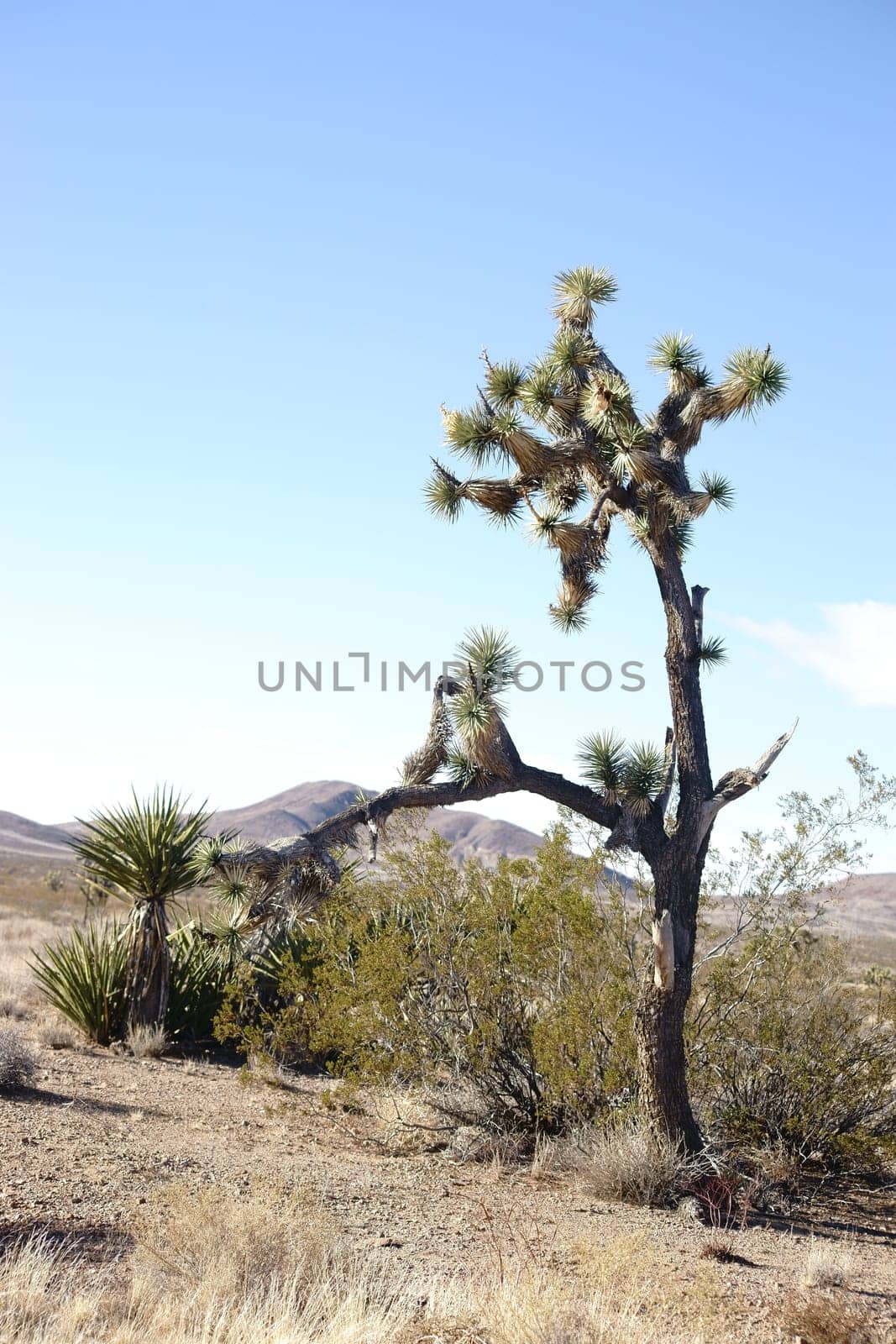 A young Mojave Yucca with palm fronds stands in the middle of the Mojave Desert with mountains in the background.