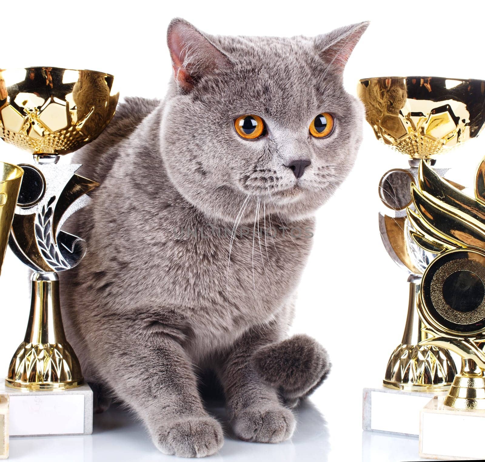 British Shorthair cat on a white background with its award winning