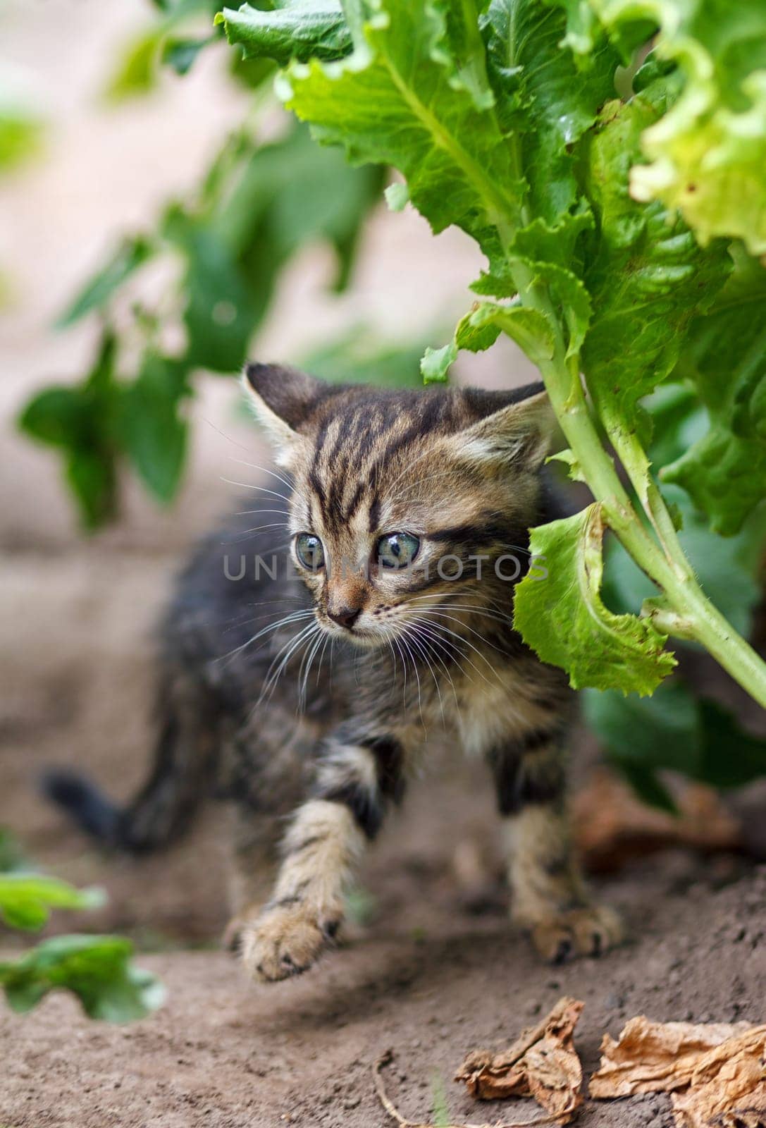 gray little kitten walking on the garden