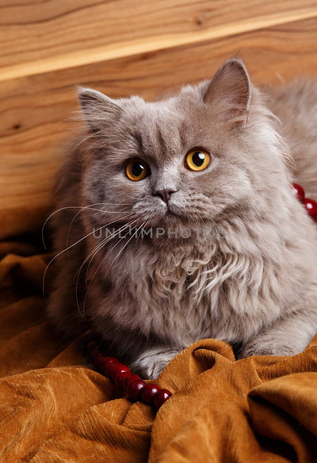 cute gray Scottish long-haired straight cat on a wooden background